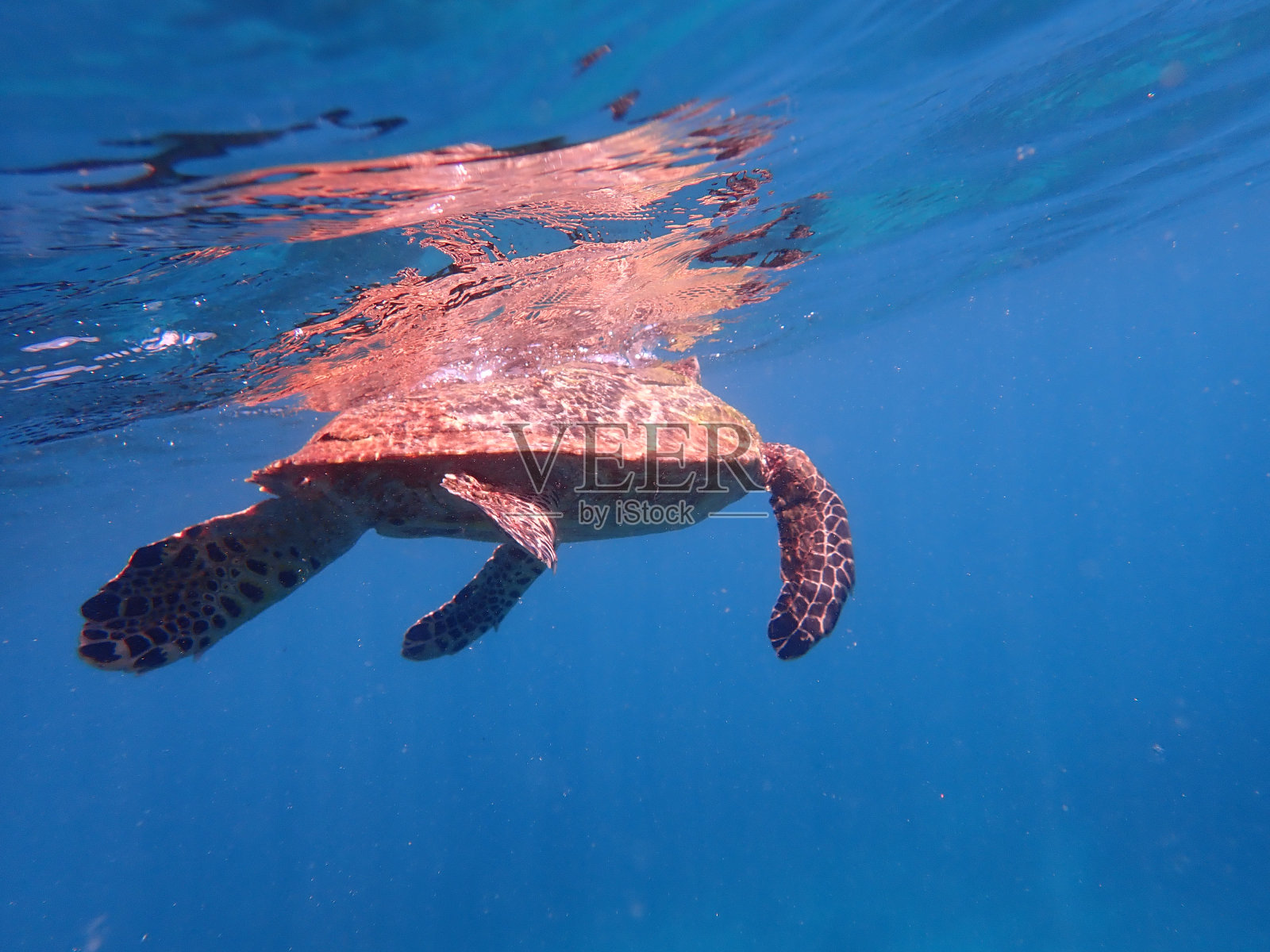 鸽子岛上的海龟照片摄影图片