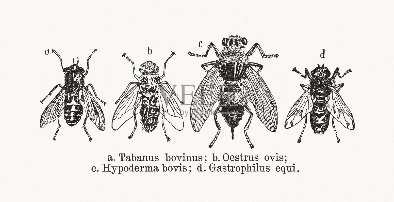 《蝇蛆》,木刻,1893年出版插画图片素材