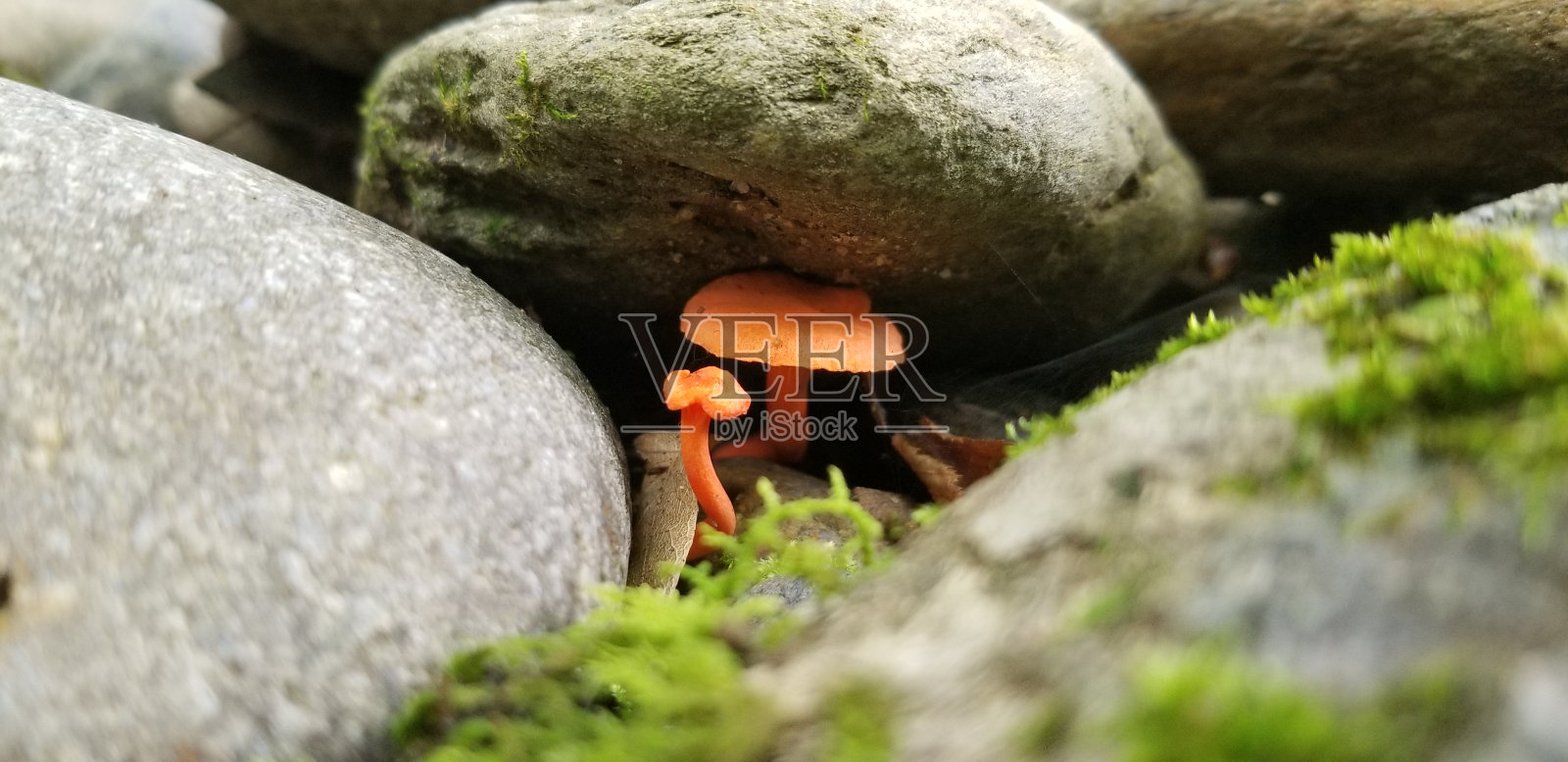 岩石下害羞的蘑菇照片摄影图片