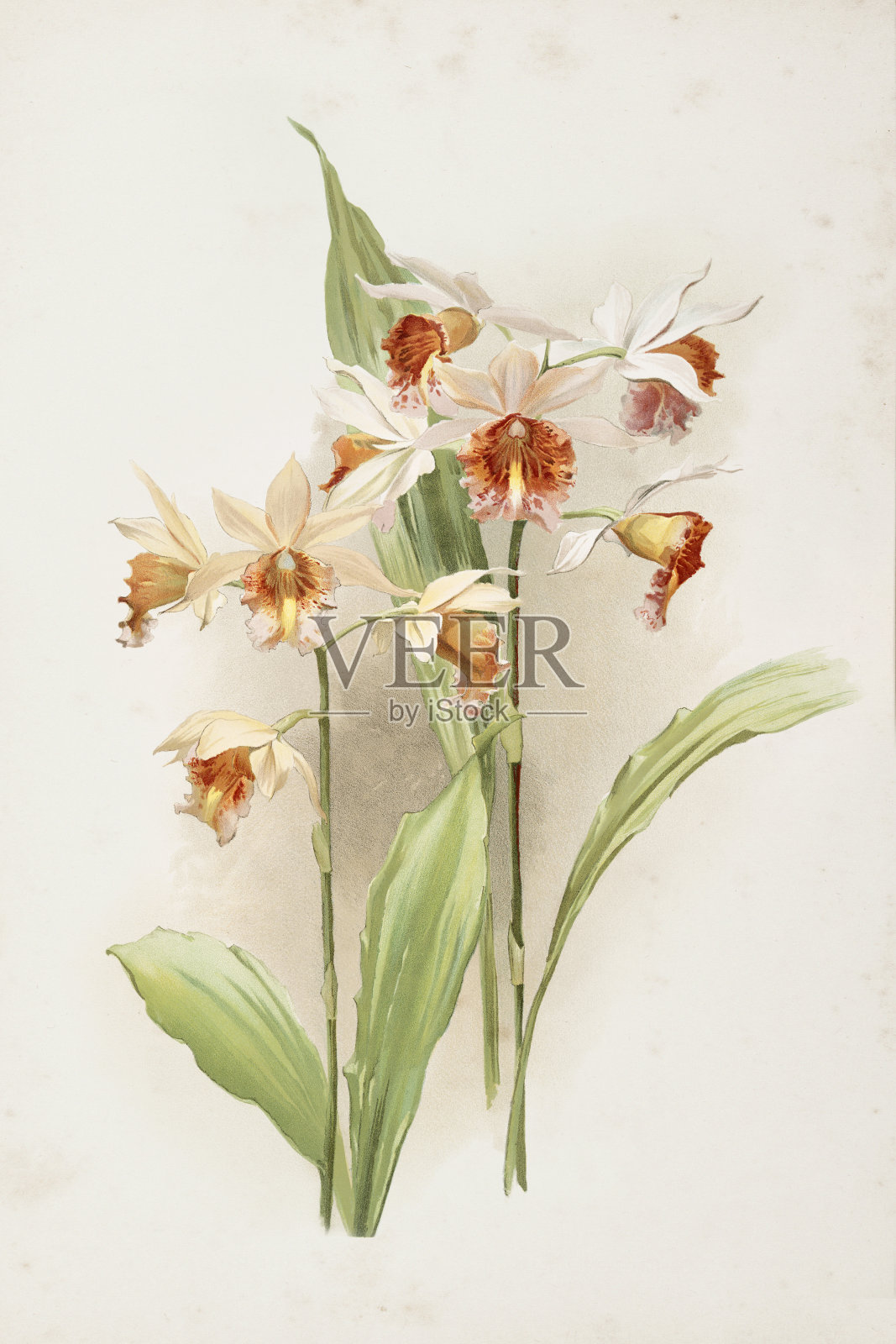 兰花花雕水彩画《费乌斯杂交花》插画图片素材