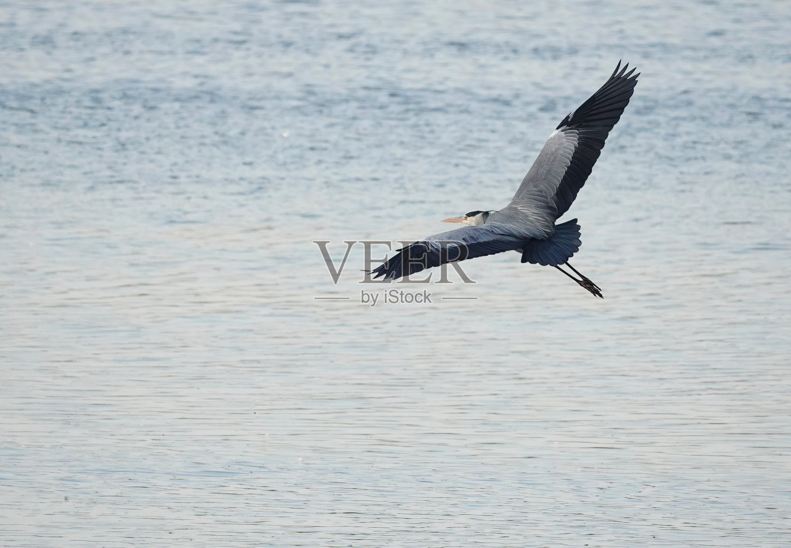 一只灰色的苍鹭,在湖面上飞翔。照片摄影图片