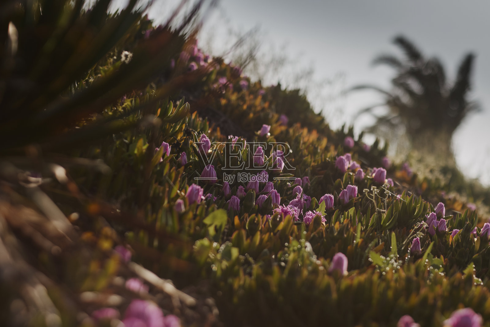 有多肉的叶子和粉红色大花的石竹属植物。库存图片照片摄影图片