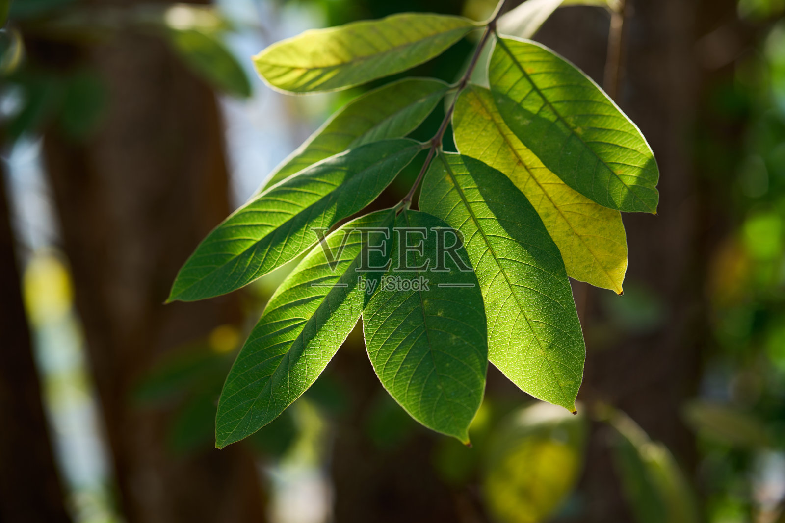 阳光下的绿叶照片摄影图片