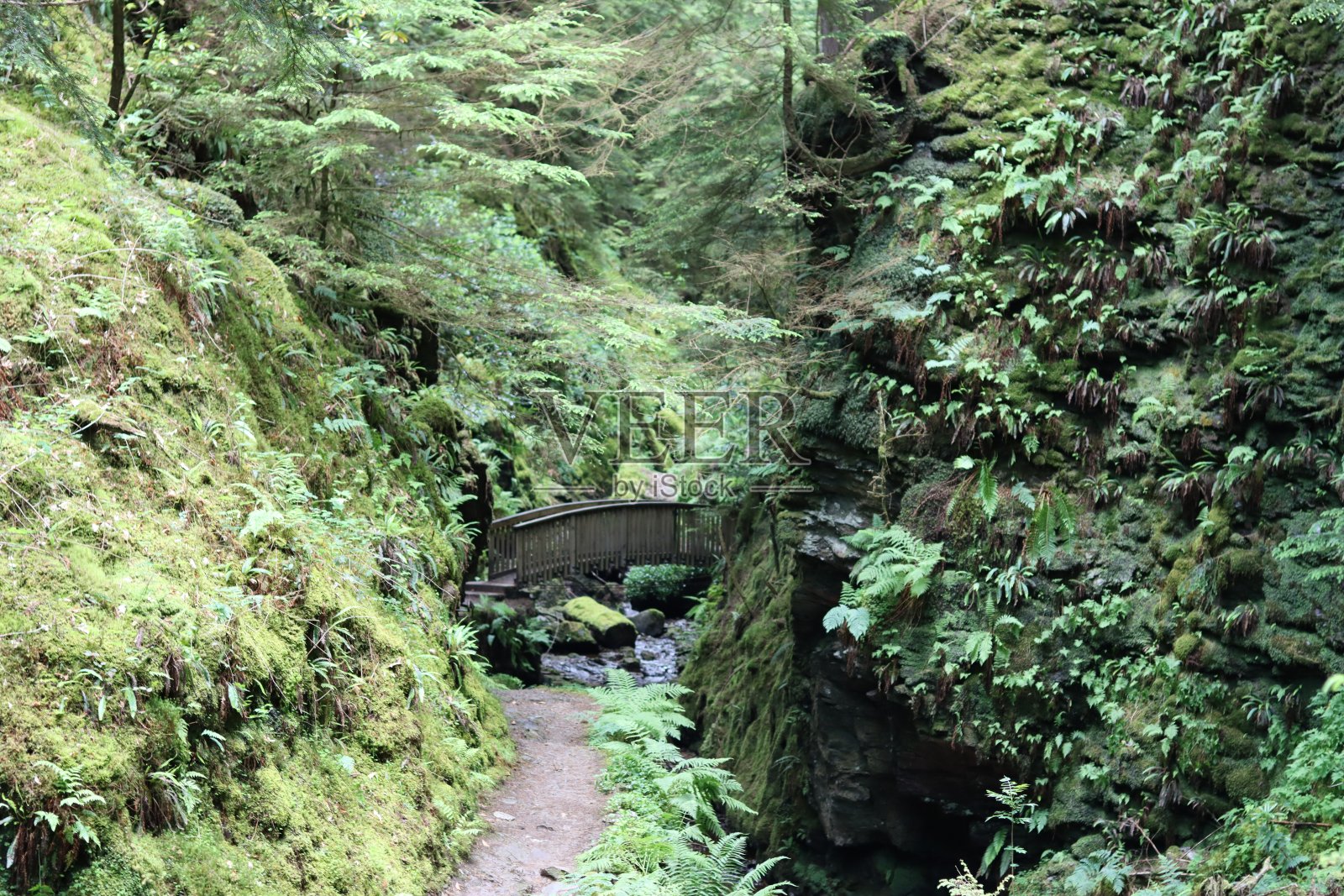 穿过树木繁茂的峡谷,穿过溪流上的桥照片摄影图片