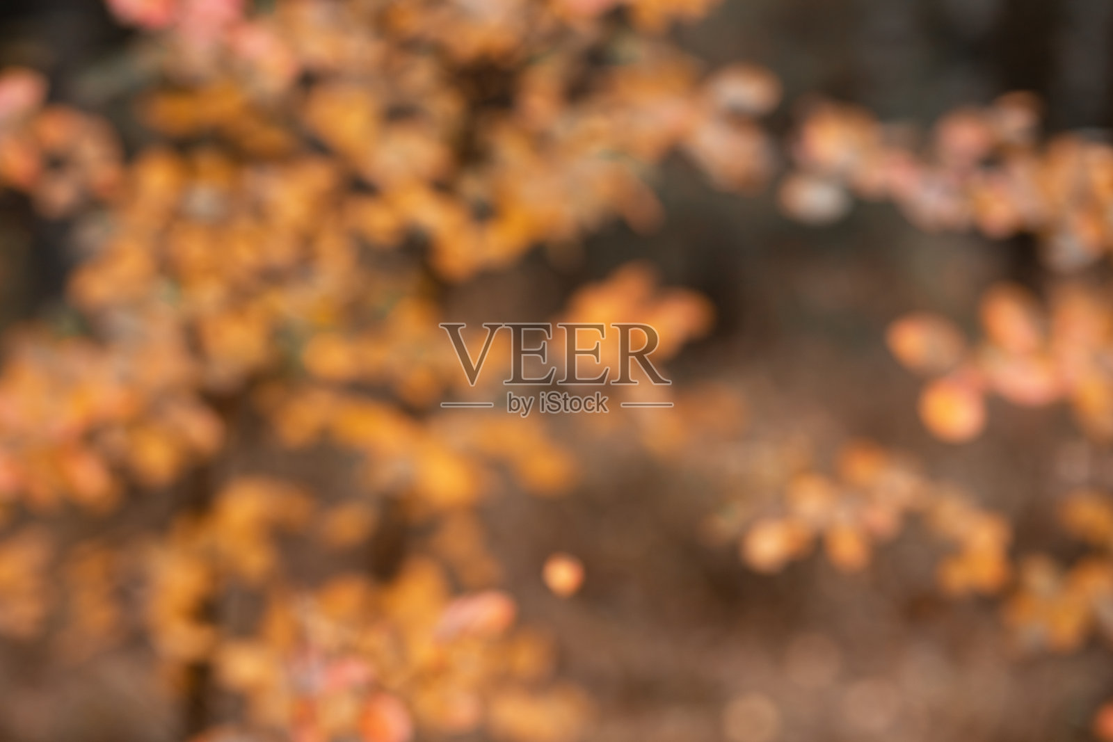 迷离的秋天,秋天自然的背景照片摄影图片