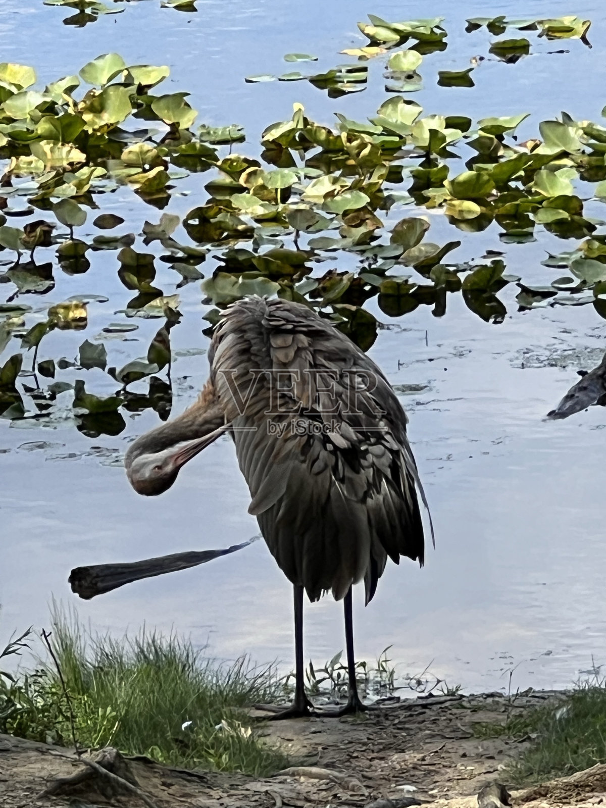 沙丘鹤在水旁剪枝。照片摄影图片