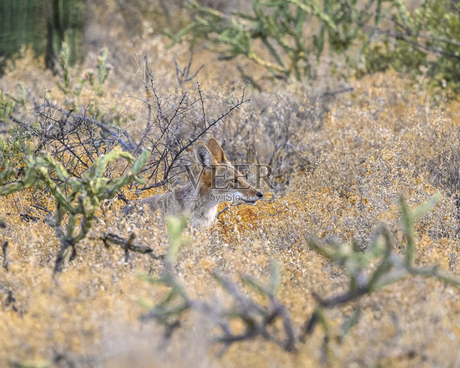土狼照片摄影图片