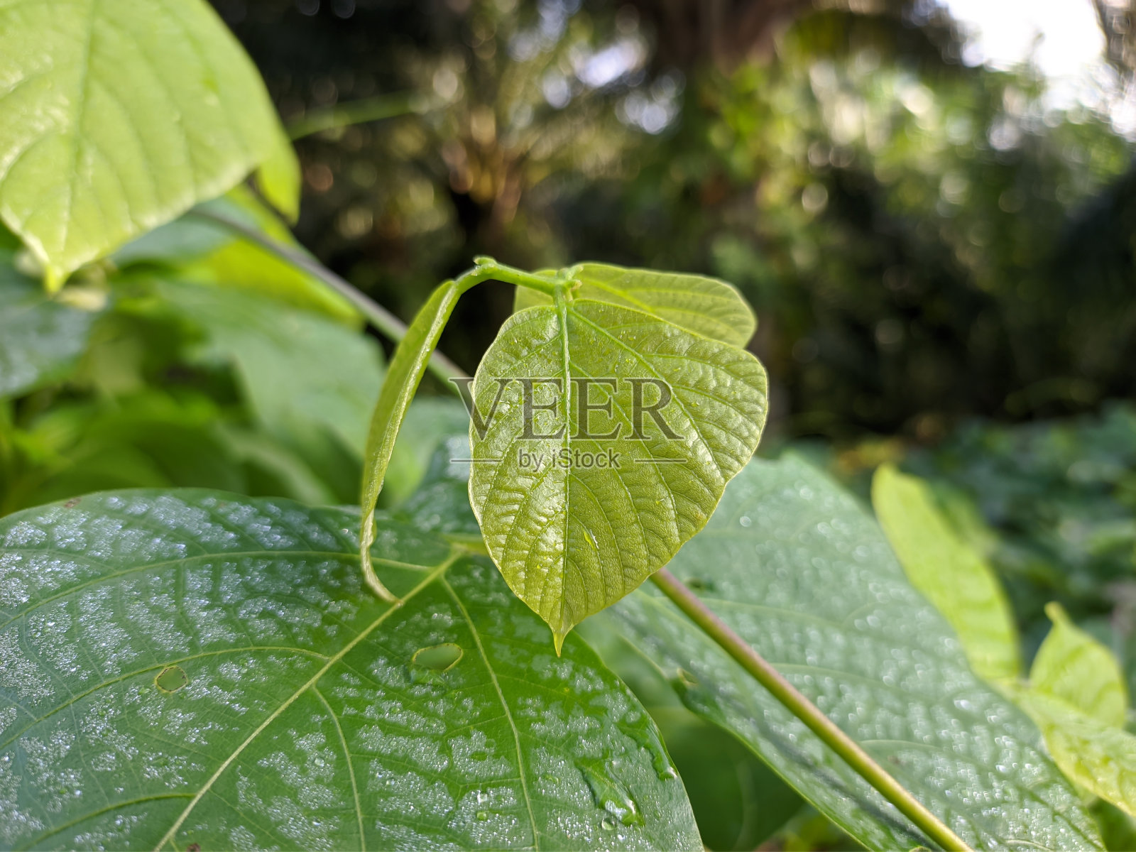 早晨的苞片麻豆植物照片摄影图片