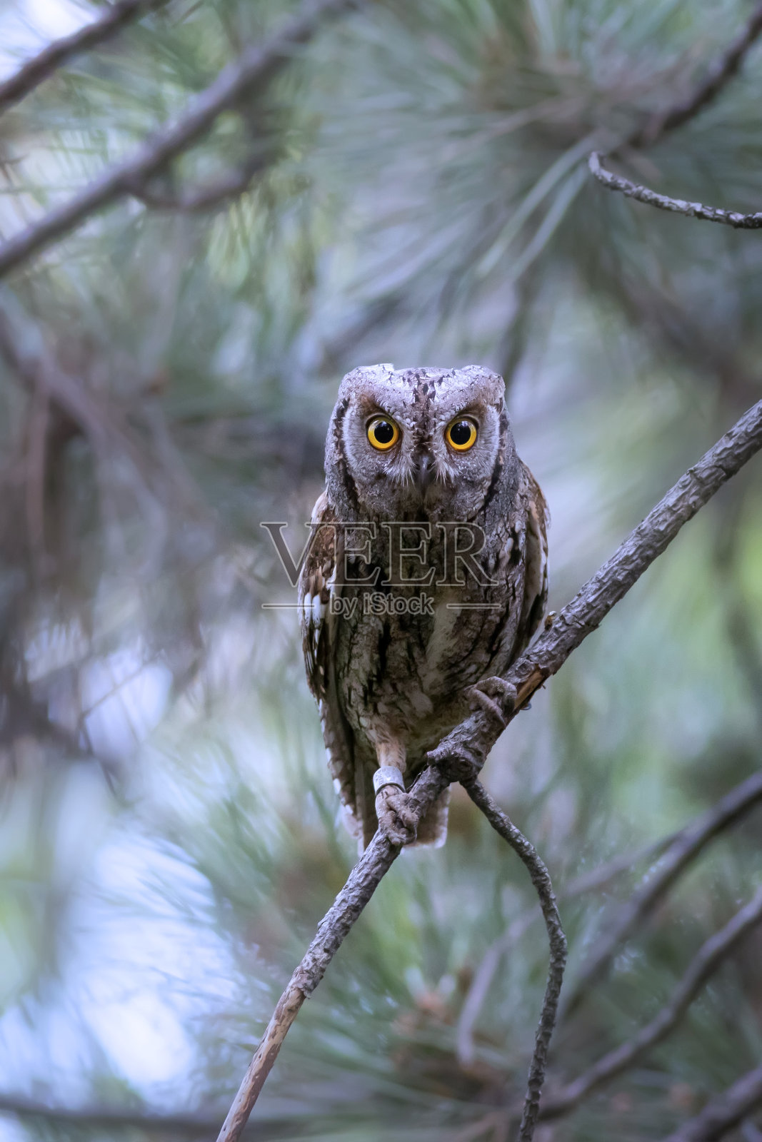 猫头鹰。欧亚鸮。(辣子鸡耳)。绿色自然背景。照片摄影图片