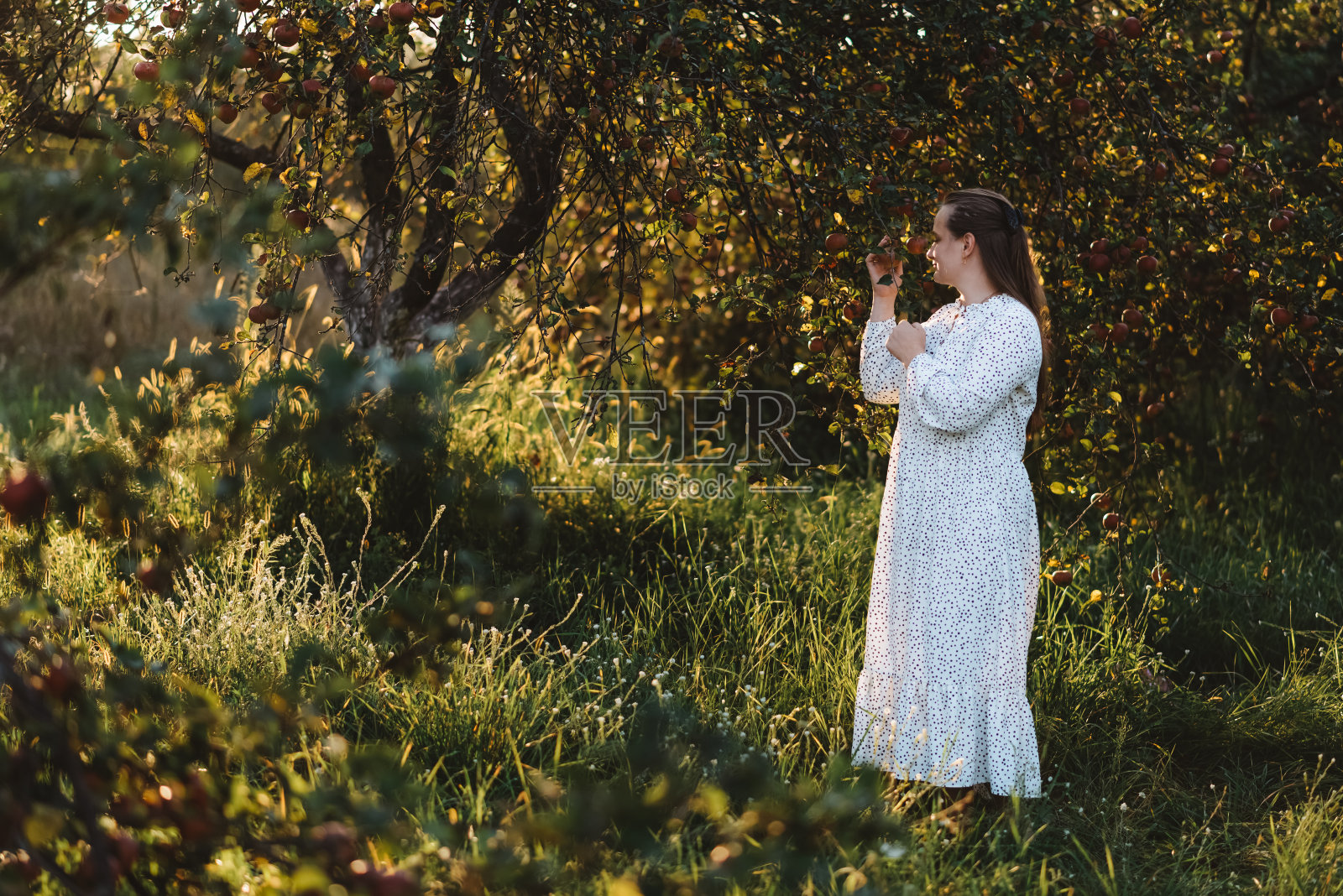 红苹果的香味使我想起了我的童年照片摄影图片