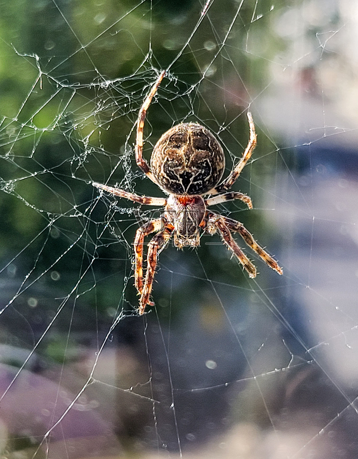 灰色十字编织蜘蛛照片摄影图片