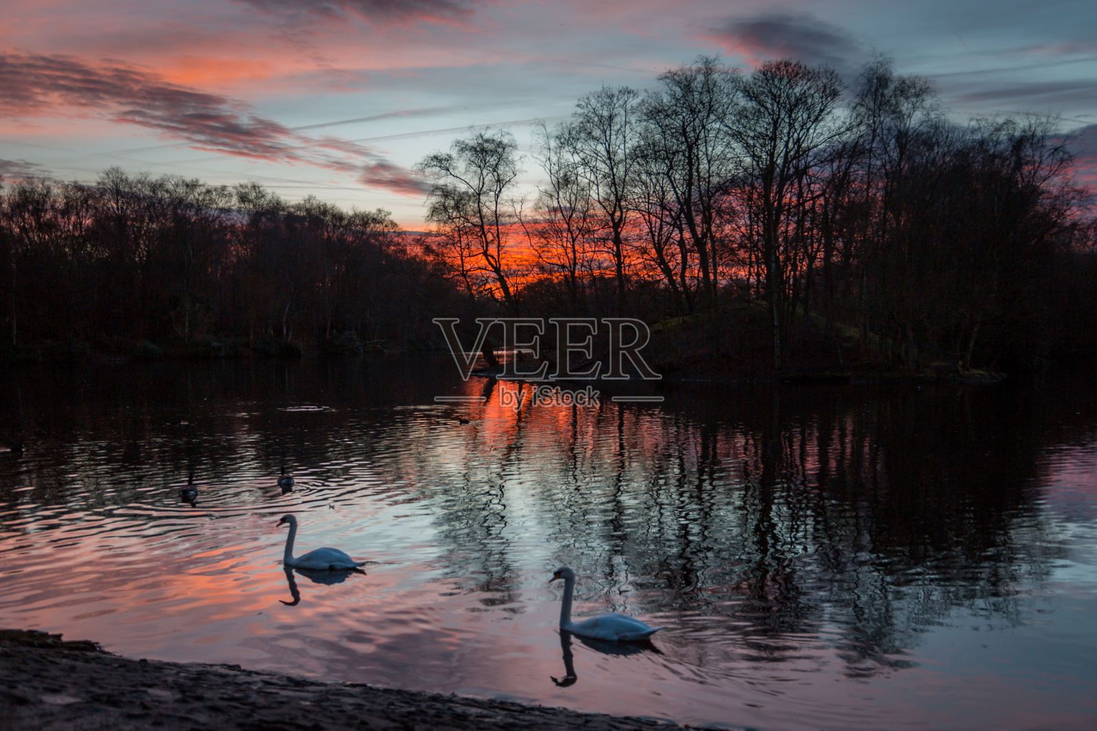 在风景如画的日落中,天鹅平静地滑翔在宁静的湖面上照片摄影图片