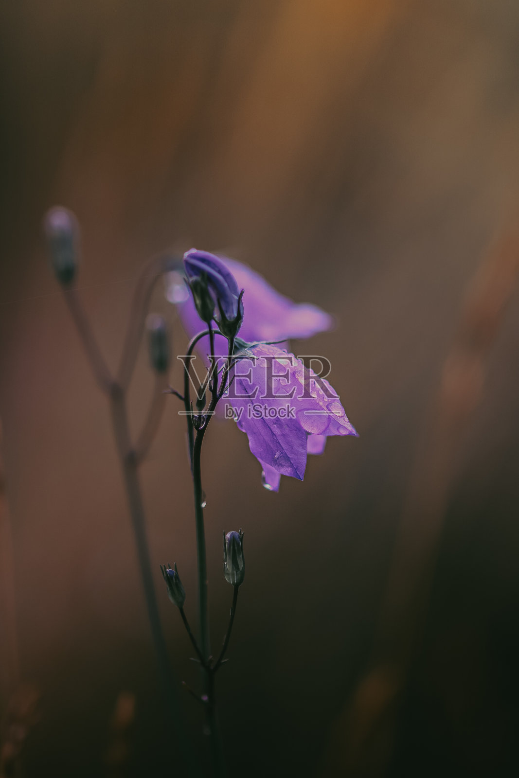蓝铃花的照片摄影图片