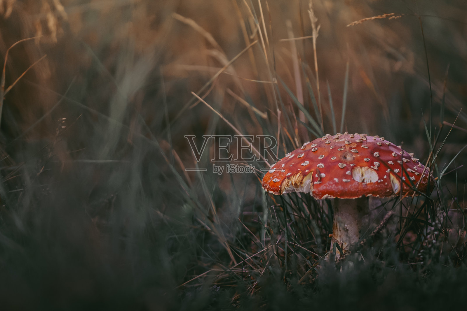 秋天飞木耳照片摄影图片