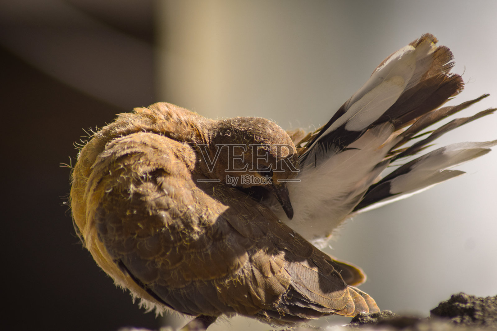 鸟的特写镜头照片摄影图片