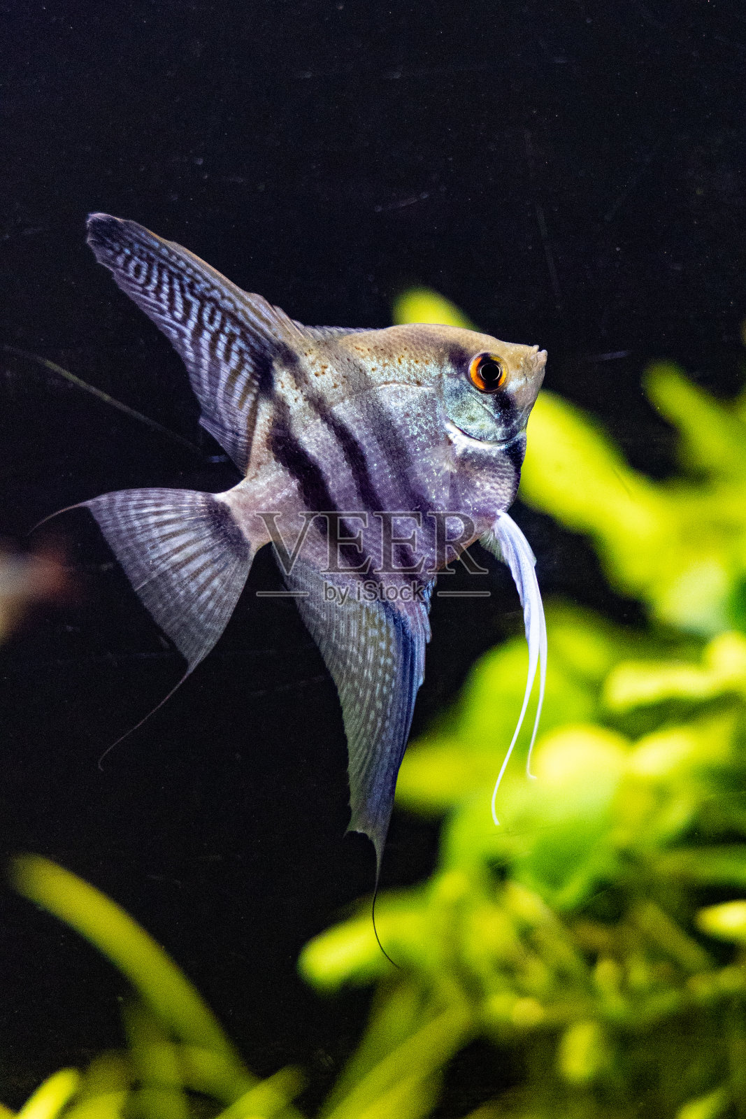 标量的鱼照片摄影图片