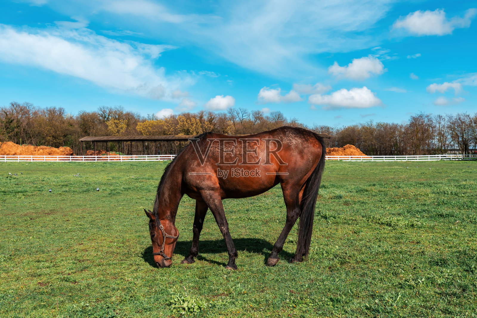 美丽的棕色母马在一个马术牧场围场内茂盛的草地上吃草照片摄影图片