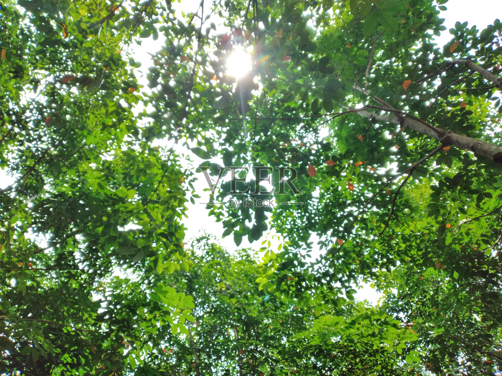 俯视图与树枝和树叶照片摄影图片