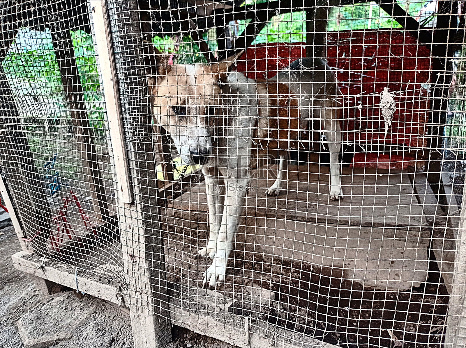 这只狗照片摄影图片