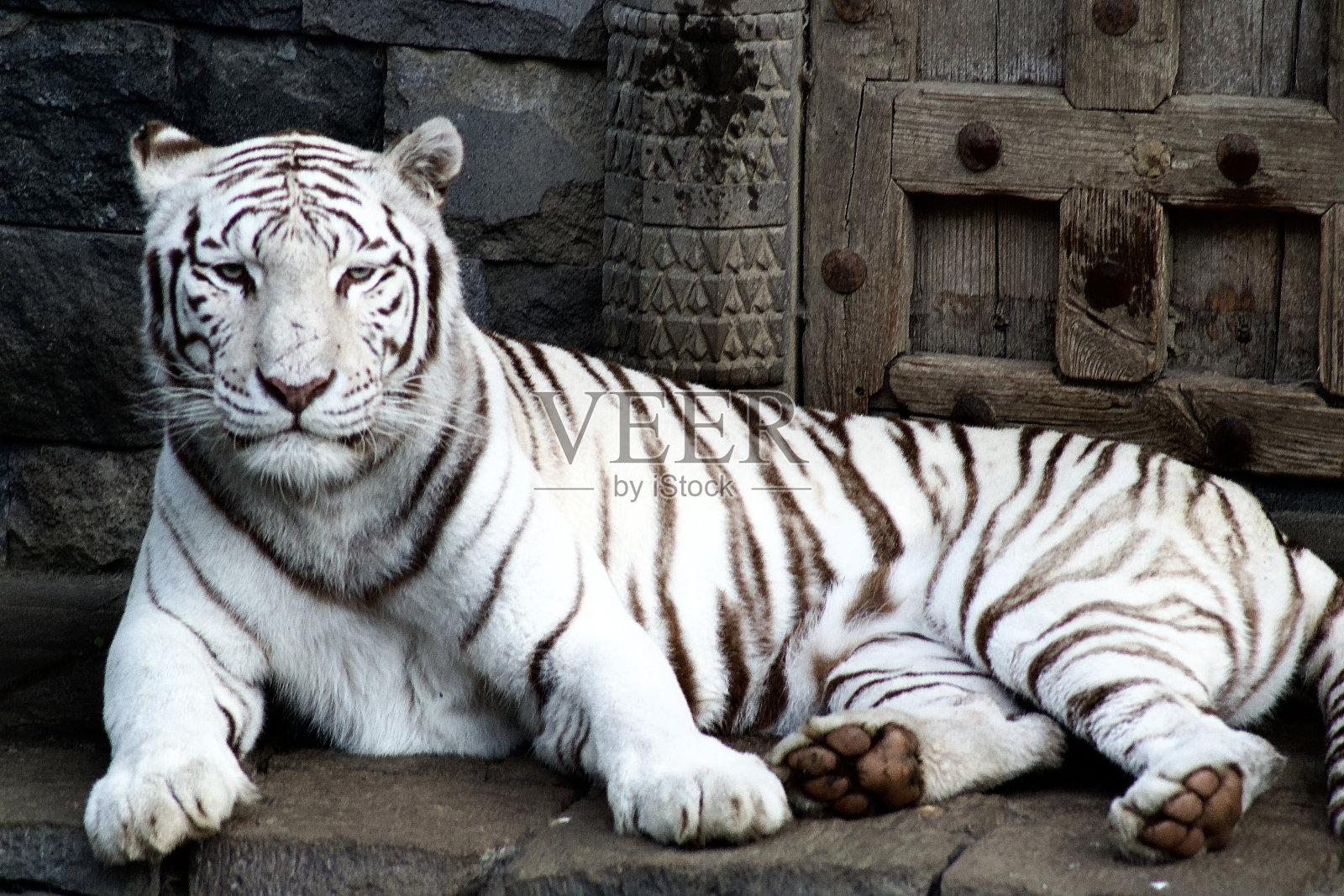 威严的白虎照片摄影图片