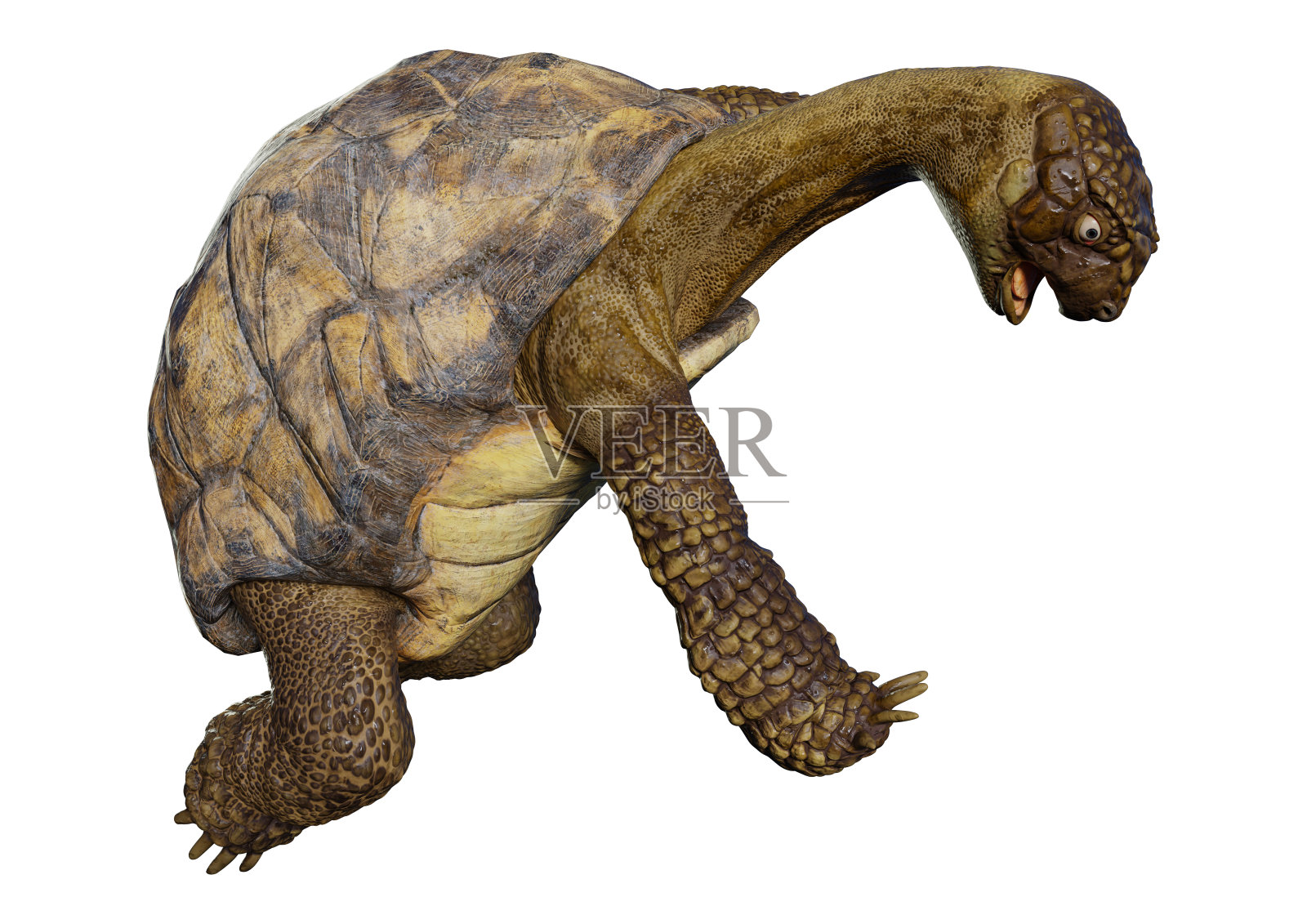 3D渲染海龟在白色照片摄影图片