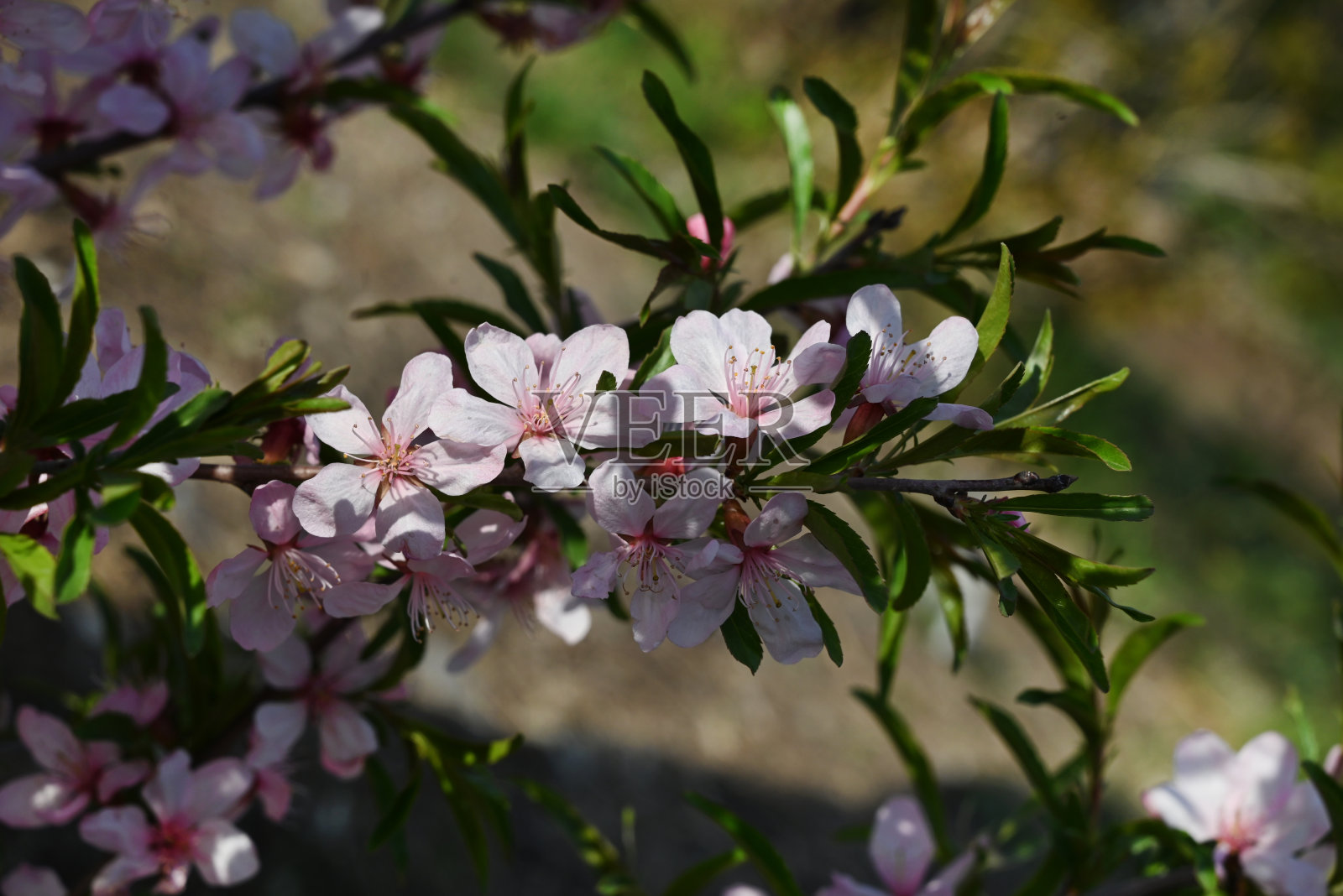 粉红色的樱花在自然公园的背景特写照片摄影图片
