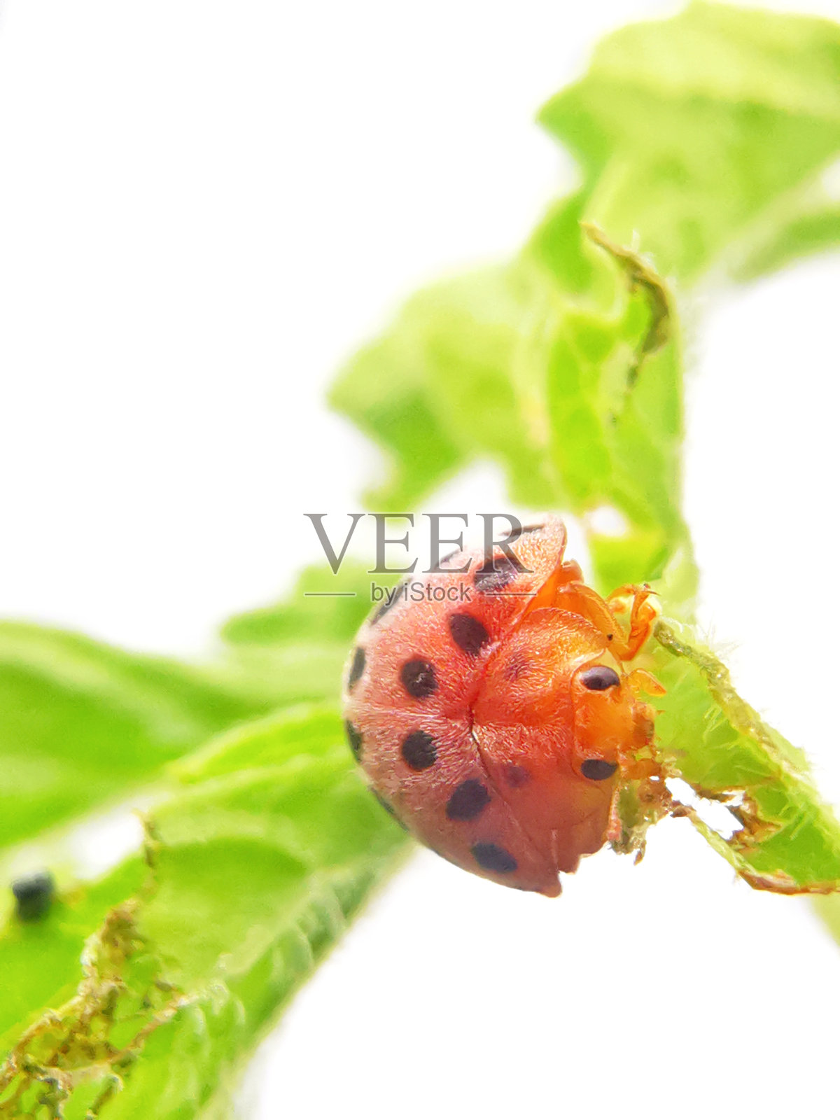 选择聚焦瓢虫在绿叶与模糊的背景照片摄影图片