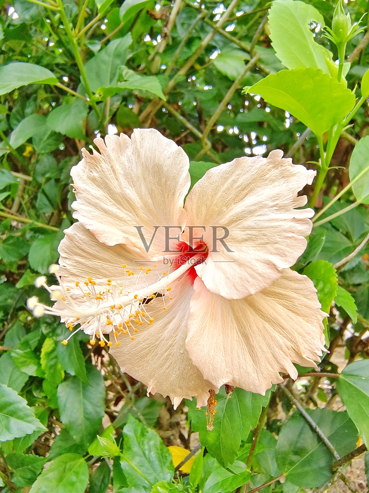 选择焦点的橙色粉彩芙蓉在花园与模糊的背景照片摄影图片