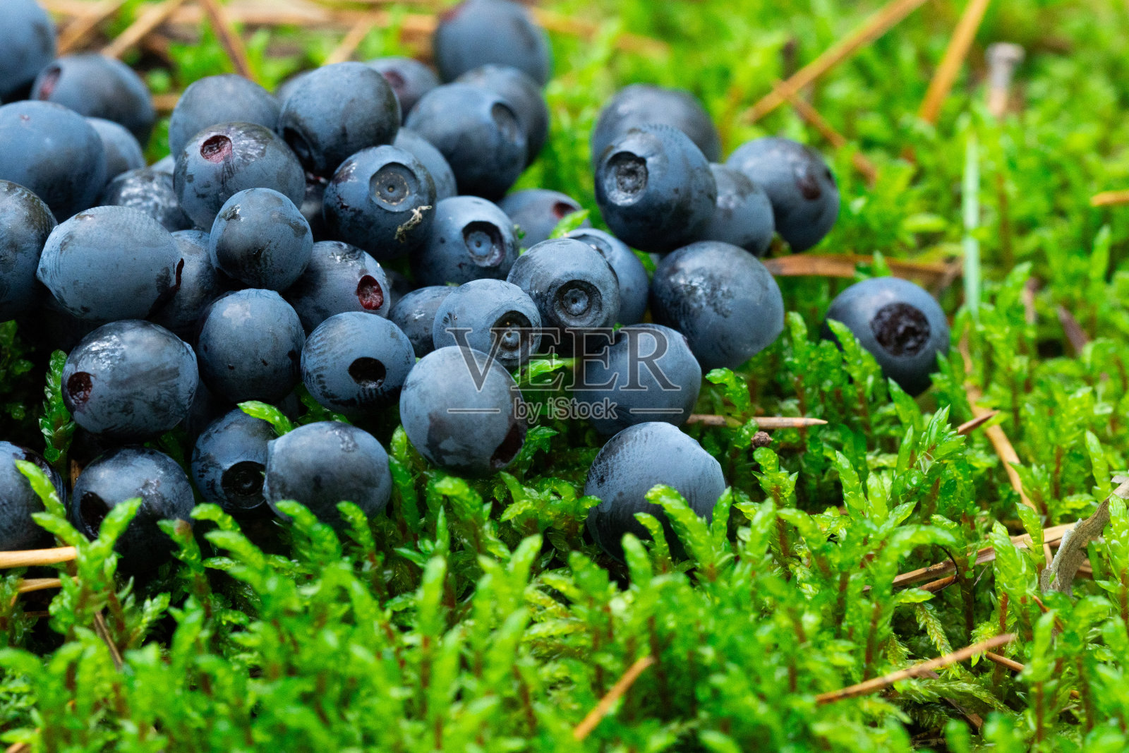 森林中绿色植物背景上的野生浆果。照片摄影图片