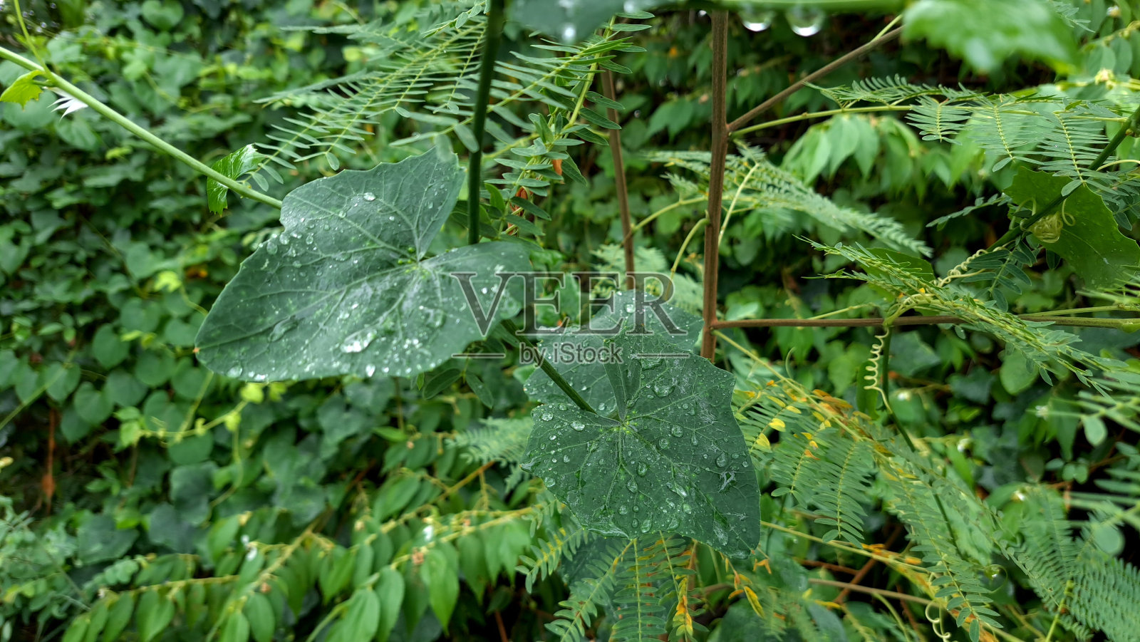 雨后各种树叶的照片照片摄影图片
