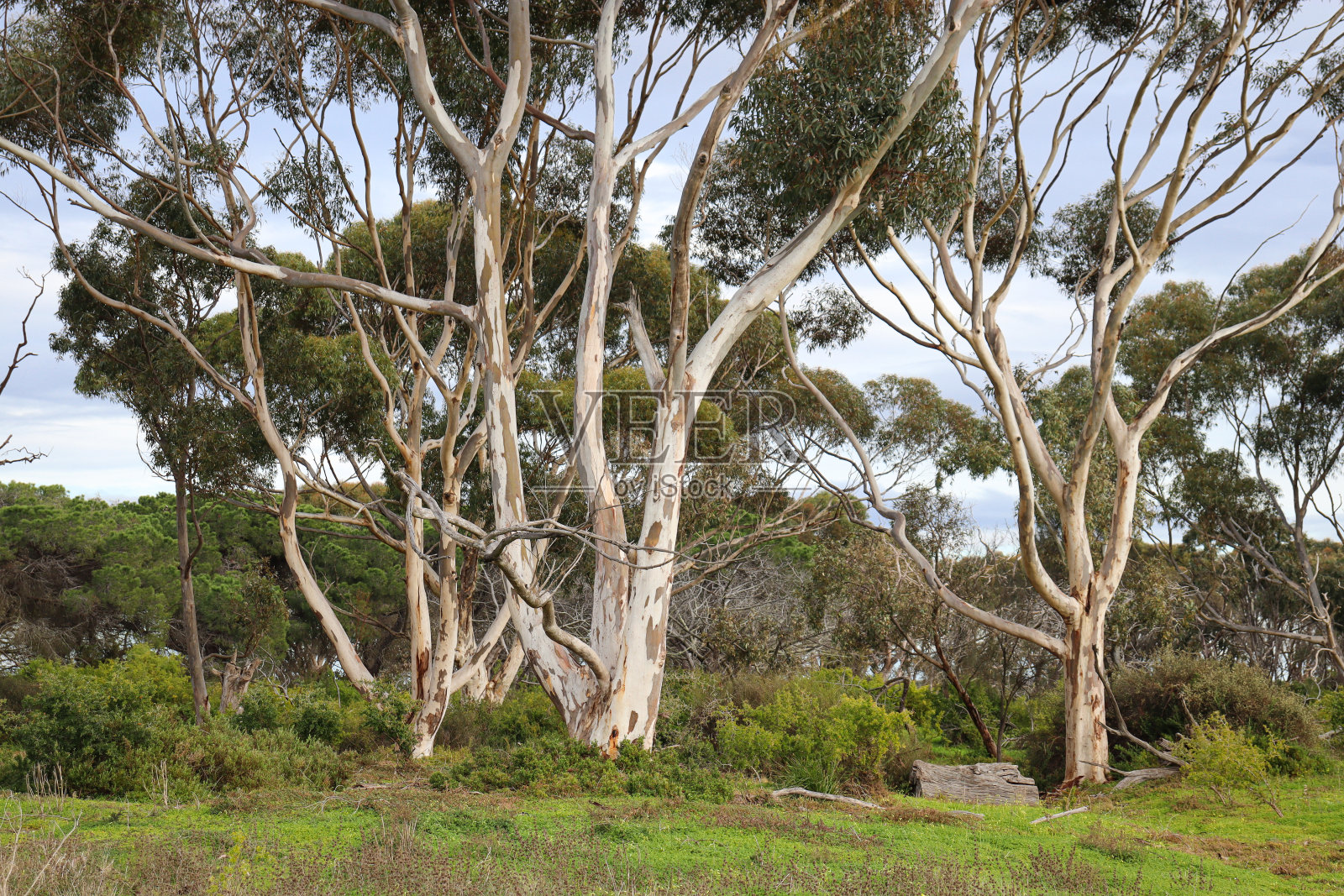 澳大利亚丛林景观与桉树和田野照片摄影图片