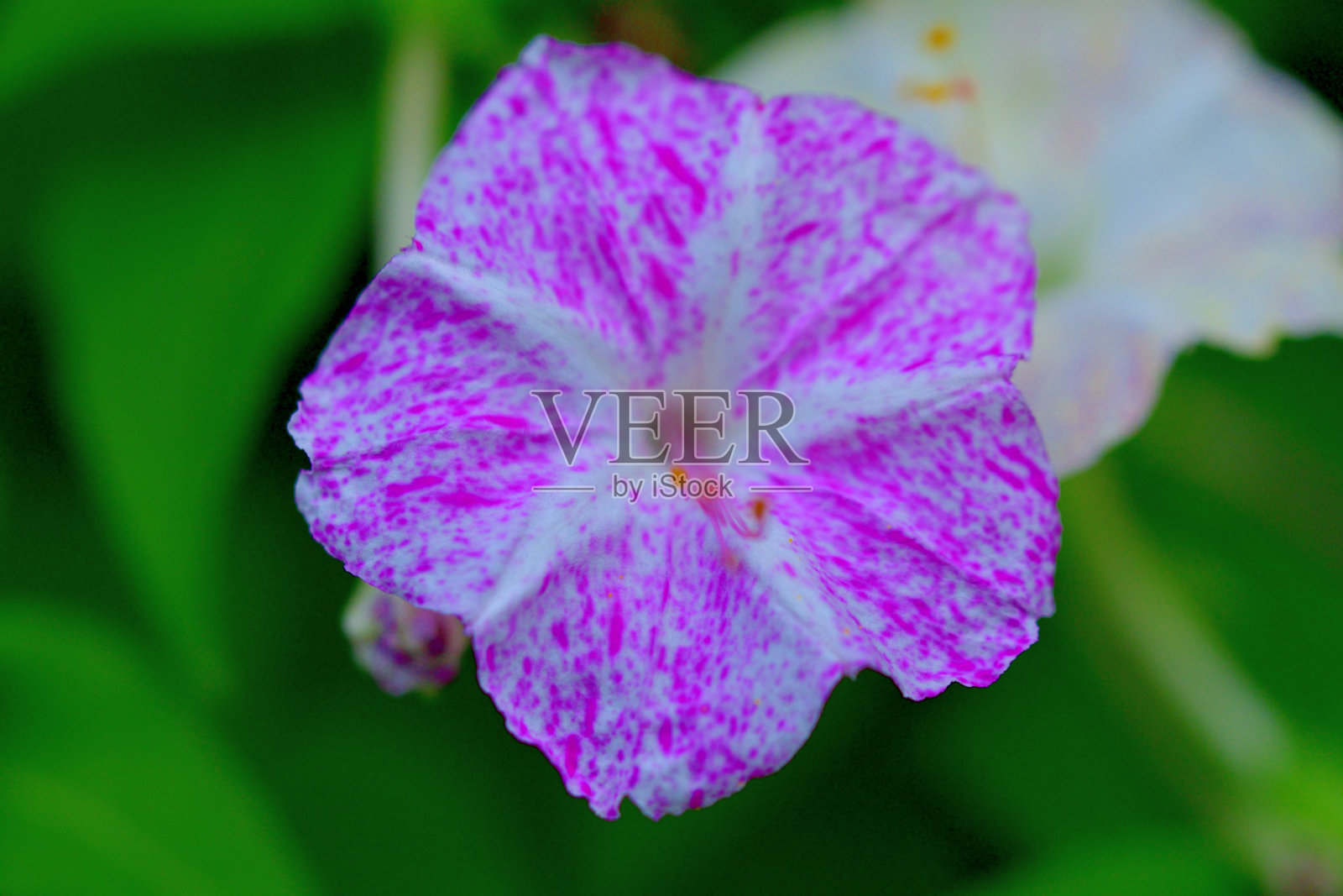 Milabilis jalapa/四点钟花:秘鲁的奇迹:夜桂花科的园林观赏植物照片摄影图片