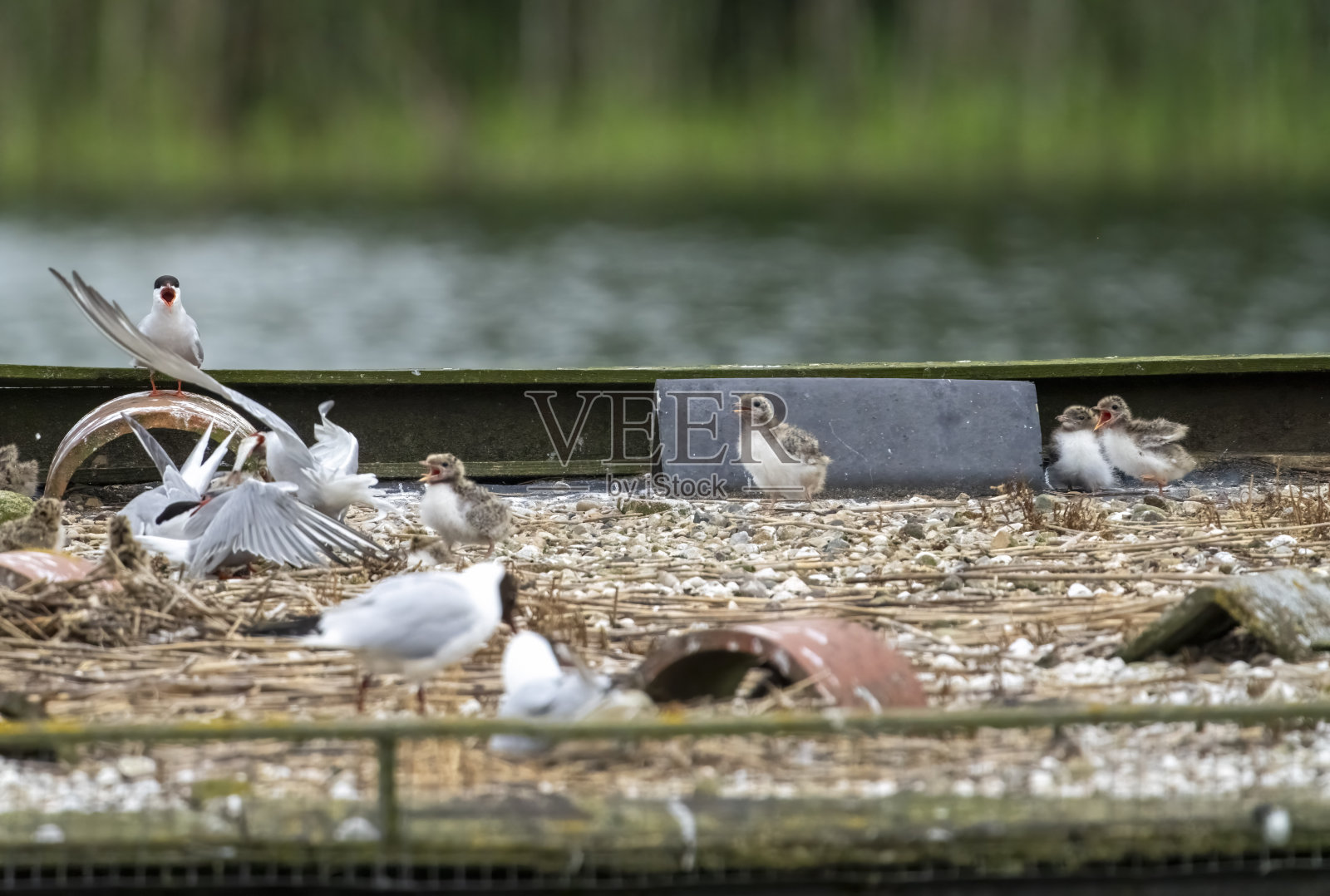 戈斯福斯公园自然保护区,普通的燕鸥飞过鸟巢的桌子照片摄影图片
