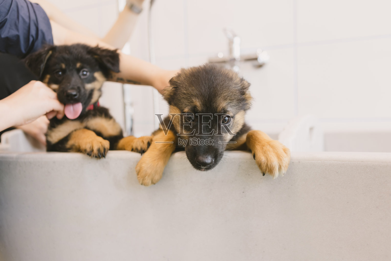 两只又湿又可爱又漂亮的小狗小狗在浴缸里洗澡和洗澡。宠物美容师在美容院给两只小狗洗澡。兽医诊所提供专业的动物护理服务。浅景深照片摄影图片