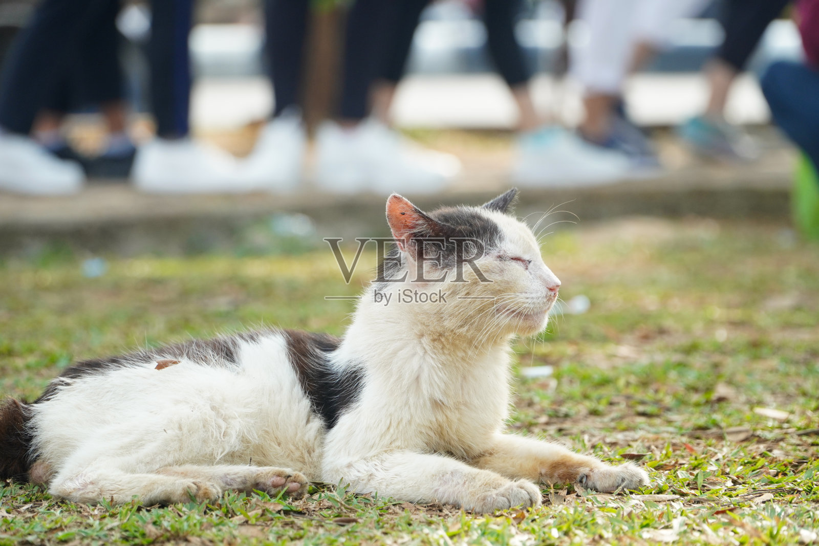 黑白猫坐在地上,闭上眼睛休息照片摄影图片