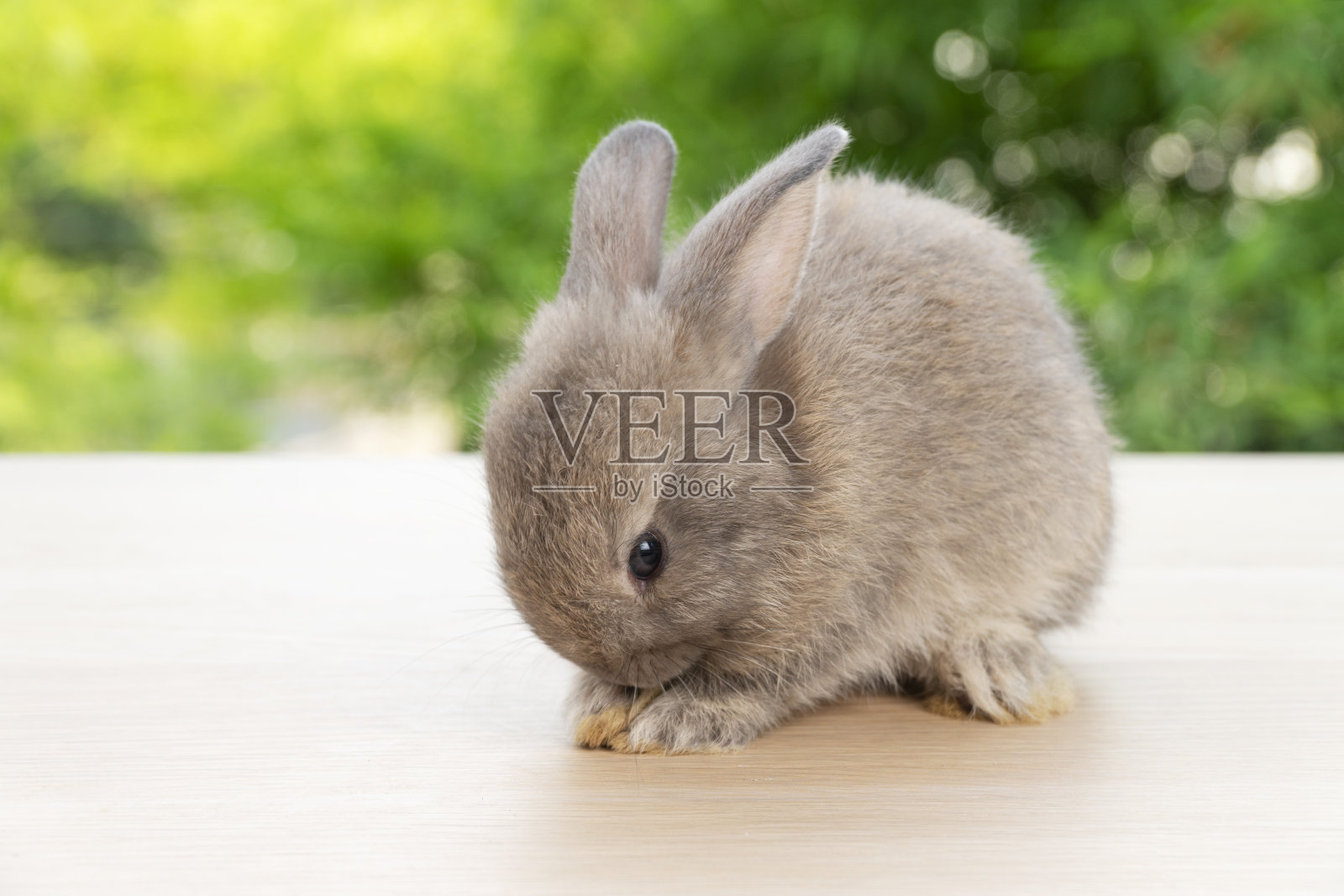 可爱的小兔子,毛茸茸的小兔子,在模糊的绿色自然背景上,独自坐在木头上。可爱的小兔子耳朵上坐着春天的绿兔子。复活节动物概念。照片摄影图片