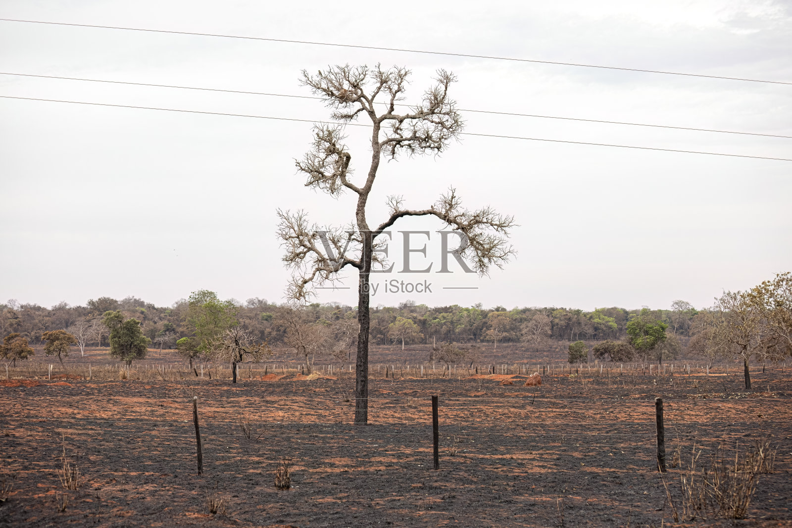 刚刚烧焦的干燥草原景观照片摄影图片