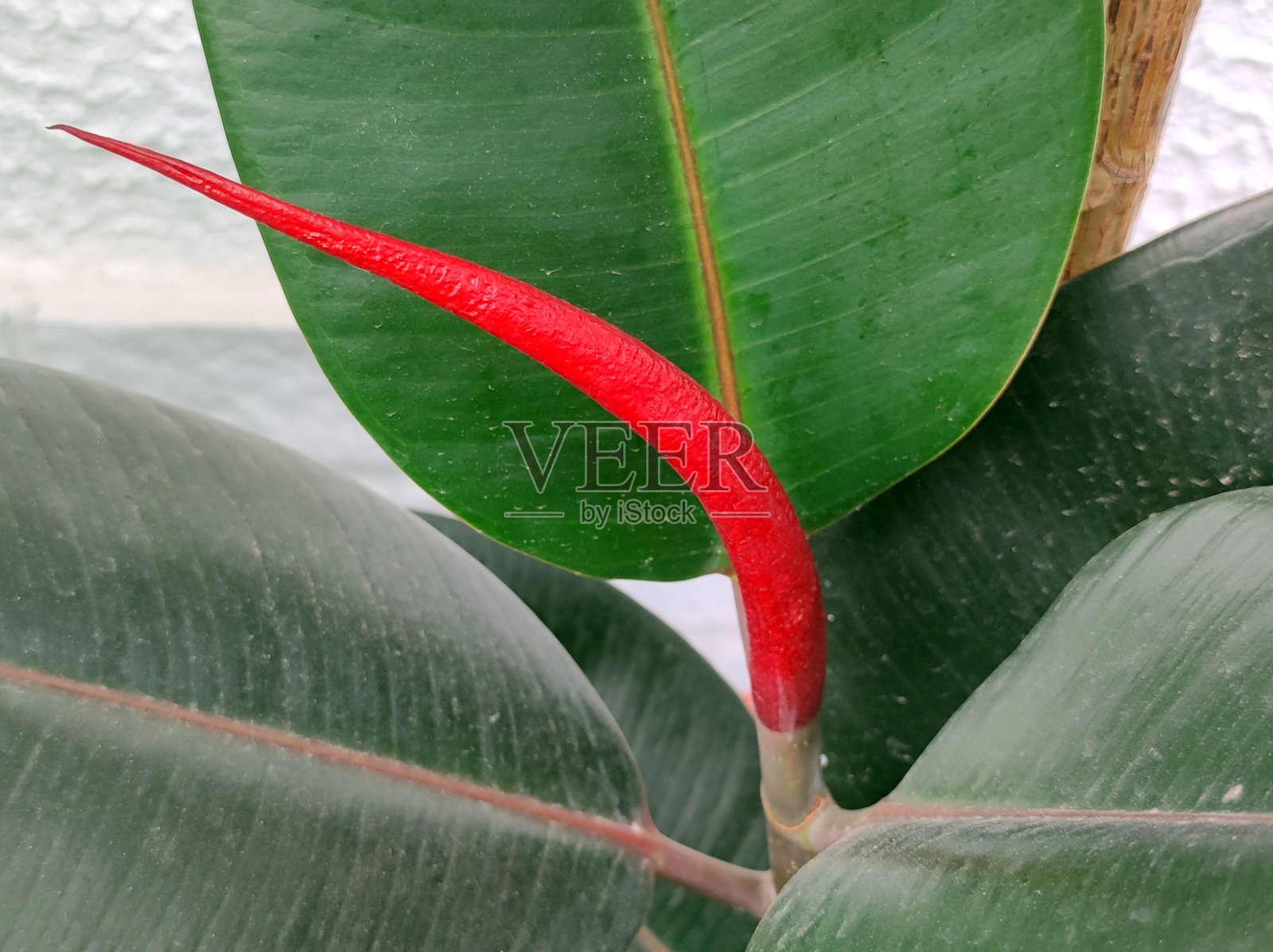 橡胶树的小红叶近景照片摄影图片