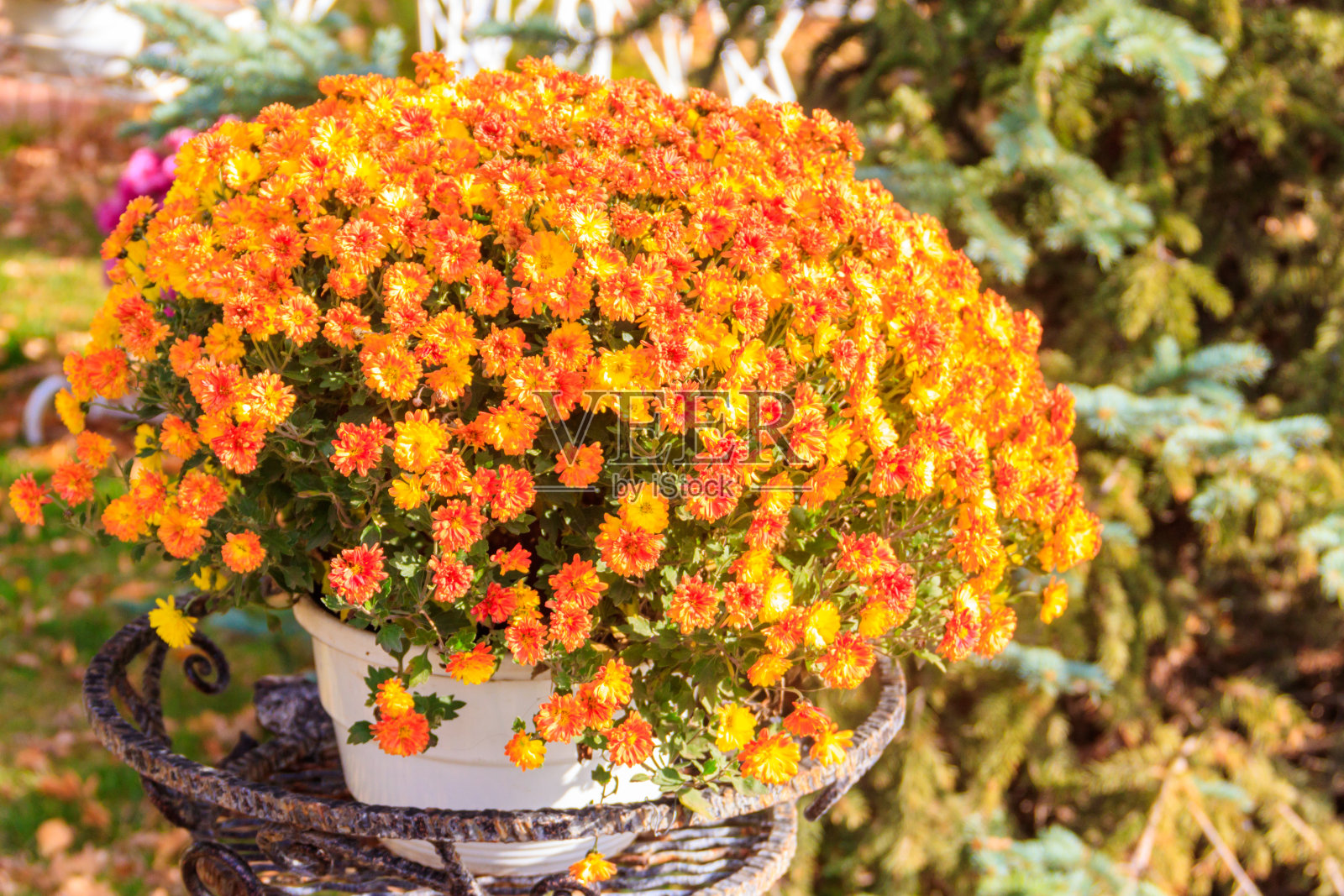 公园里花盆里的橙色菊花照片摄影图片