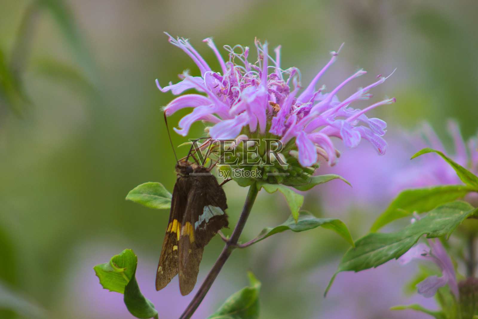 银斑船长照片摄影图片