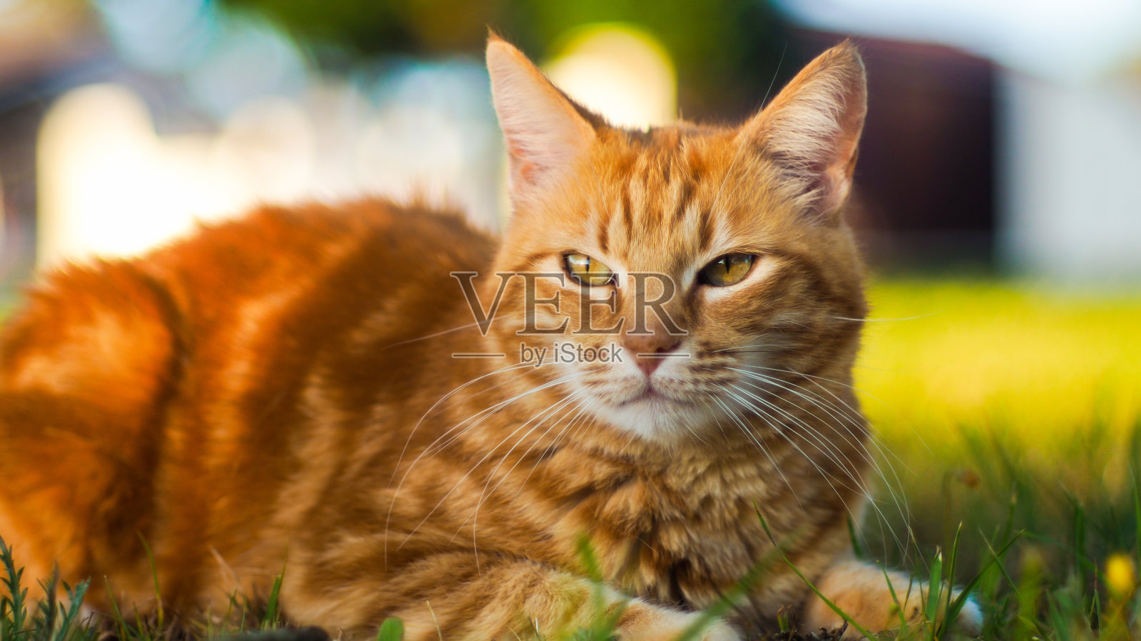 令人毛骨悚然的聊天乳酪照片摄影图片