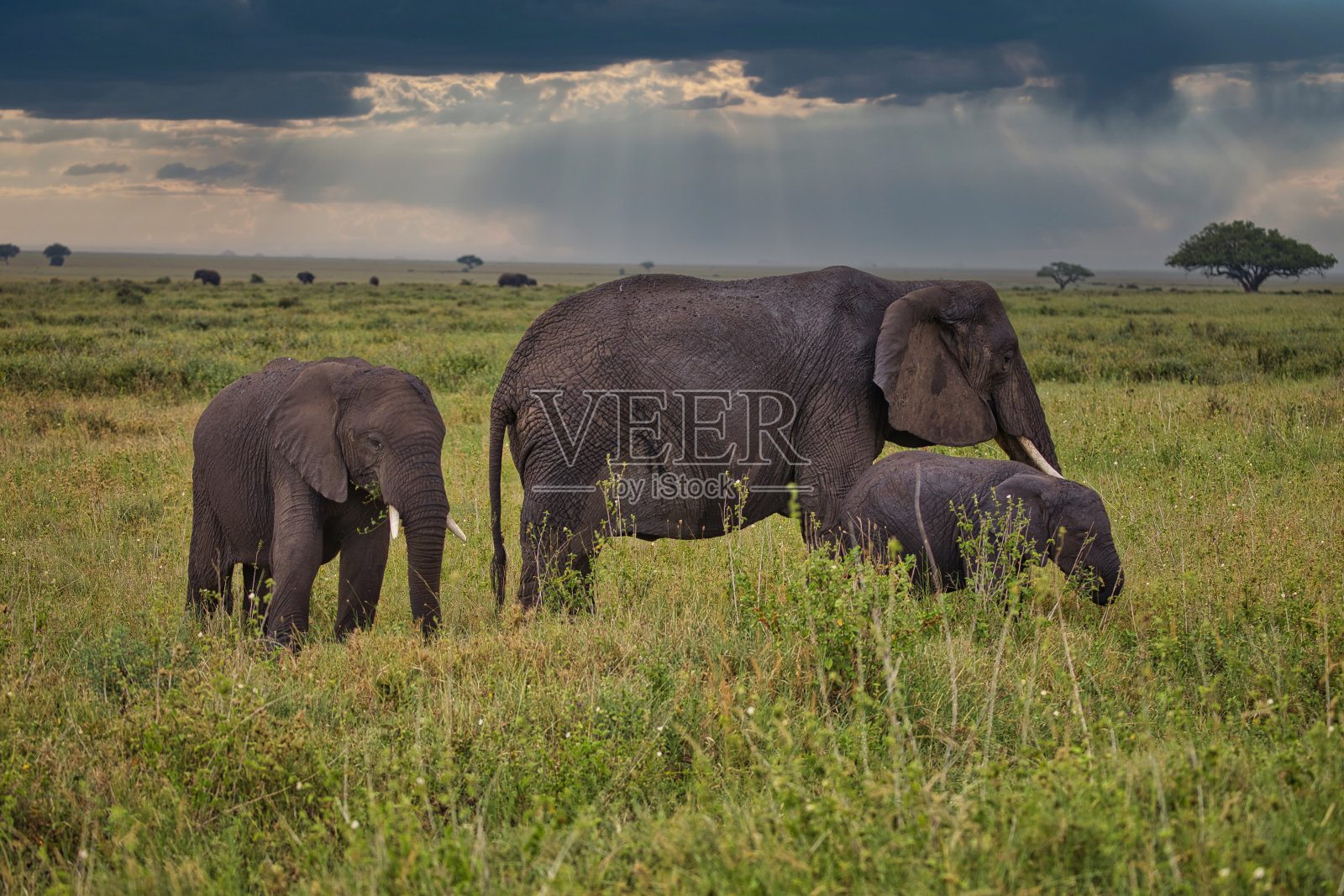 塞伦盖蒂的大象家族照片摄影图片