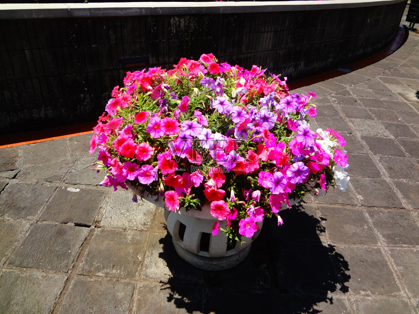 一盆盛开的苏菲尼亚花照片摄影图片