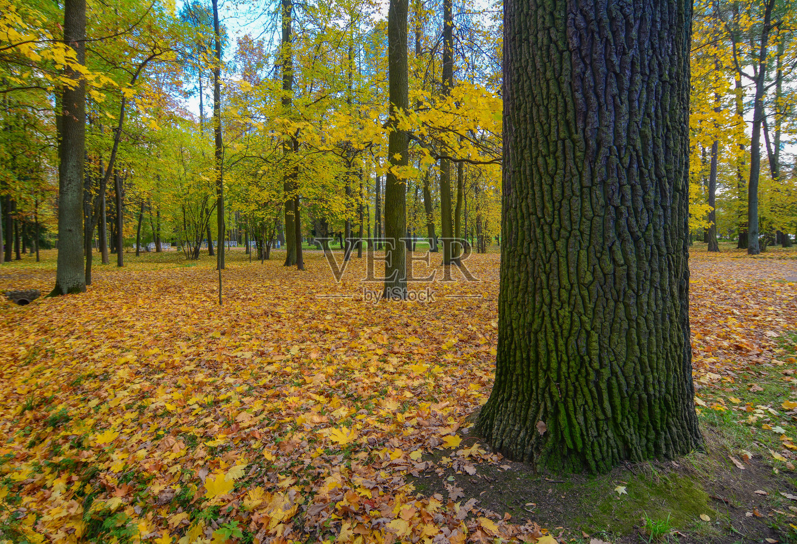 俄罗斯圣彼得堡的秋景照片摄影图片