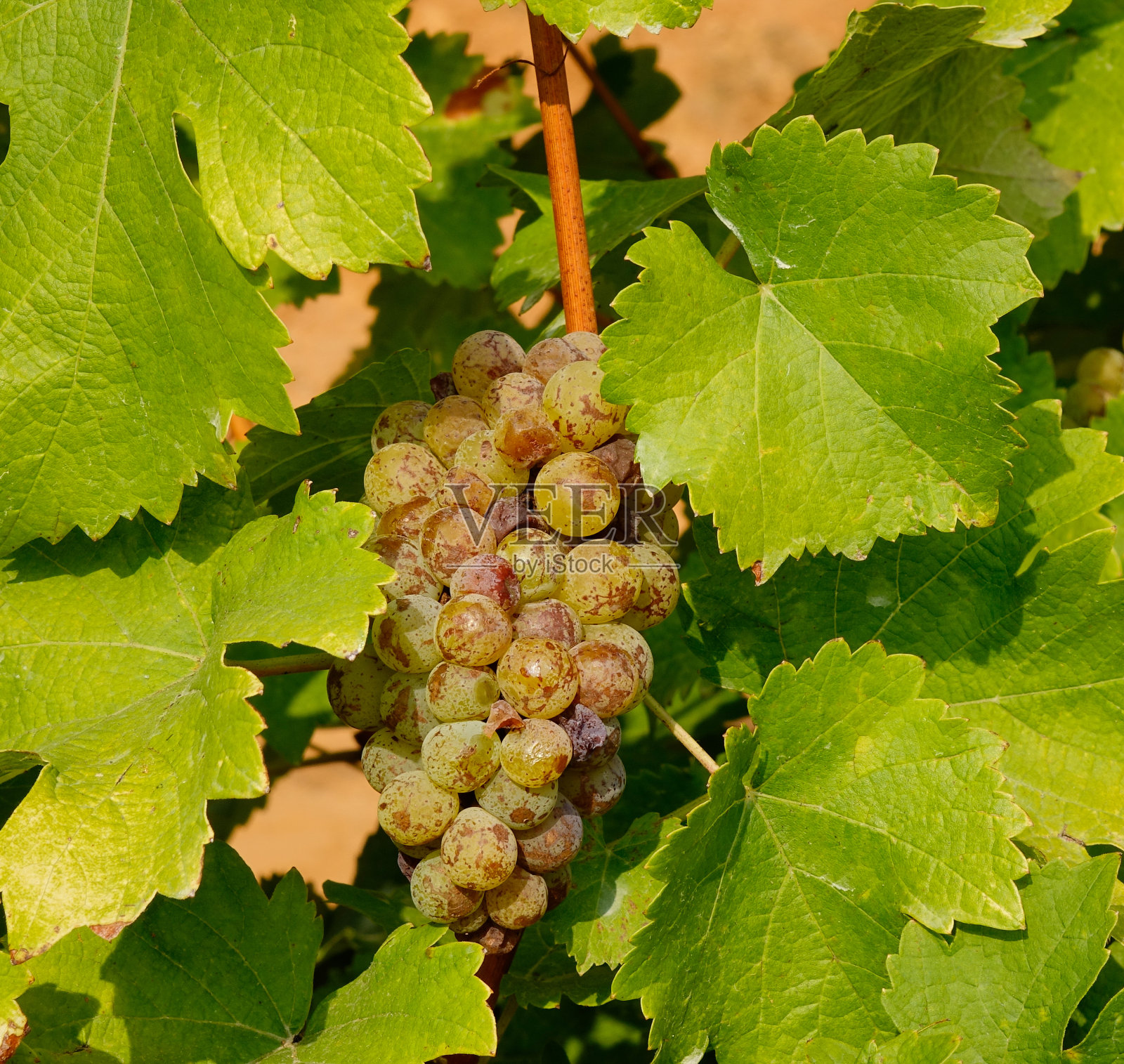 秋天成熟的红葡萄照片摄影图片