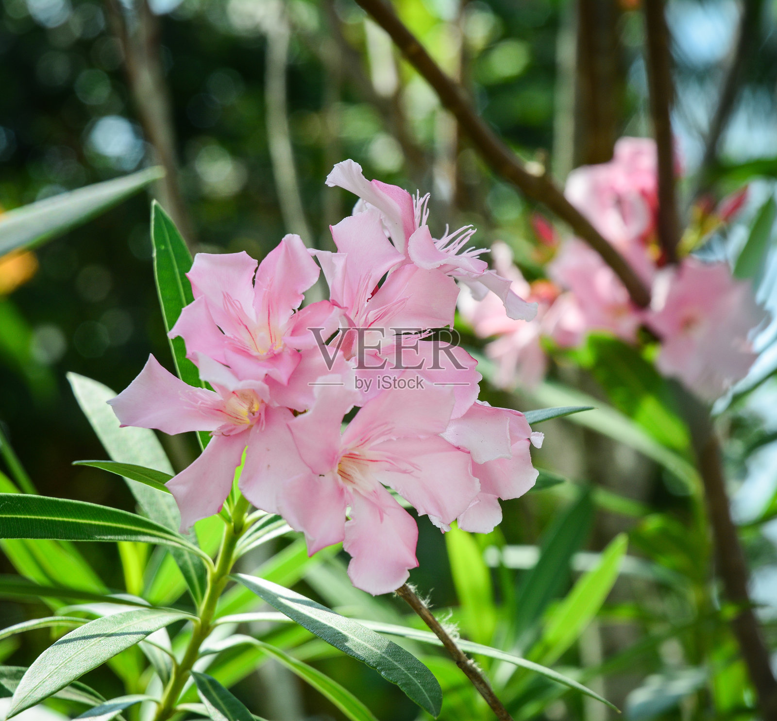 粉红甜夹竹桃,月桂,橙花照片摄影图片