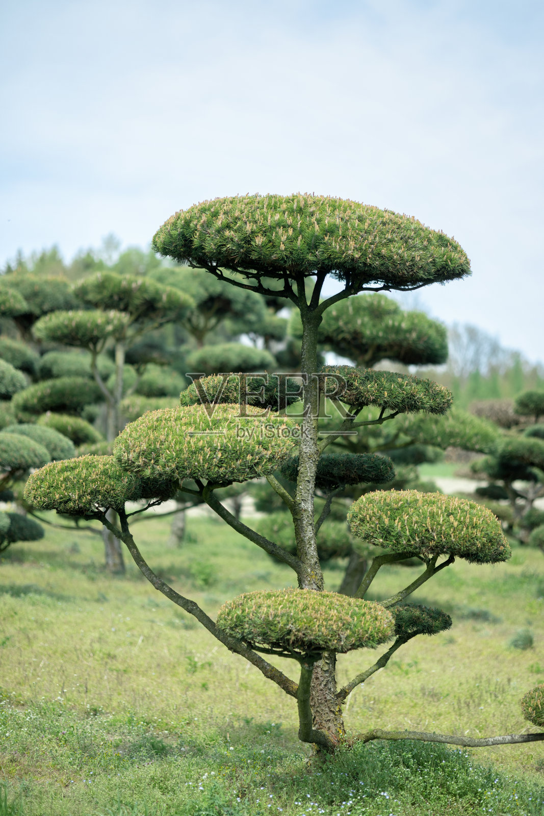 欧洲盆景云杉,有针叶和修剪得很漂亮的枝条照片摄影图片