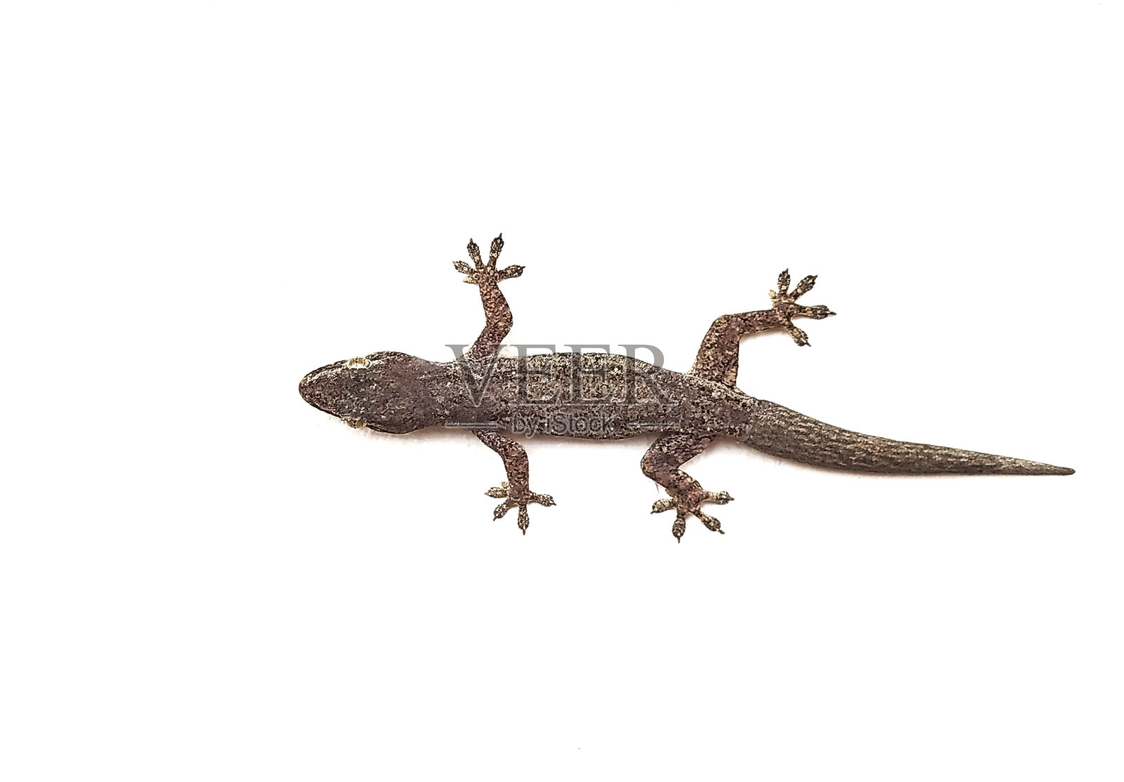 白底蜥蜴照片摄影图片