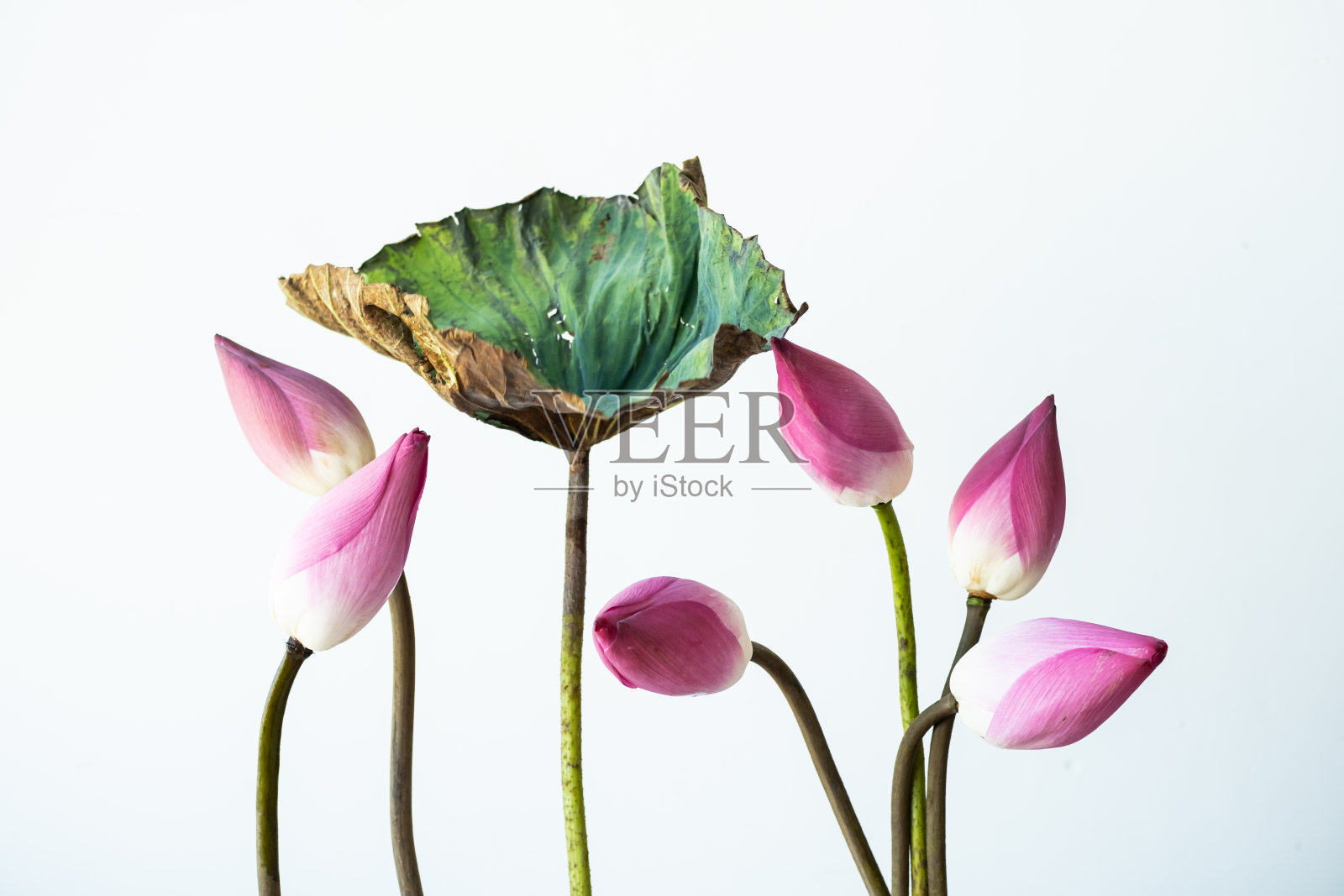 迷人的荷花构图。照片摄影图片