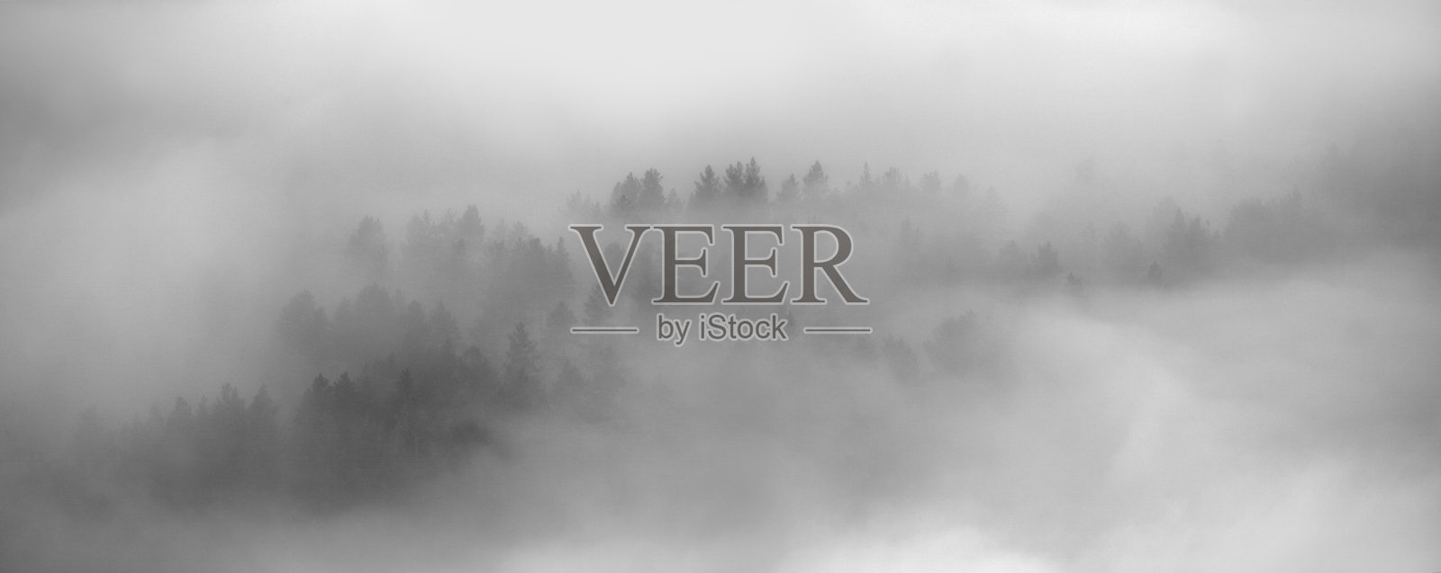 浓雾笼罩着林地,俯视图,条幅,黑白相间的风景照片摄影图片